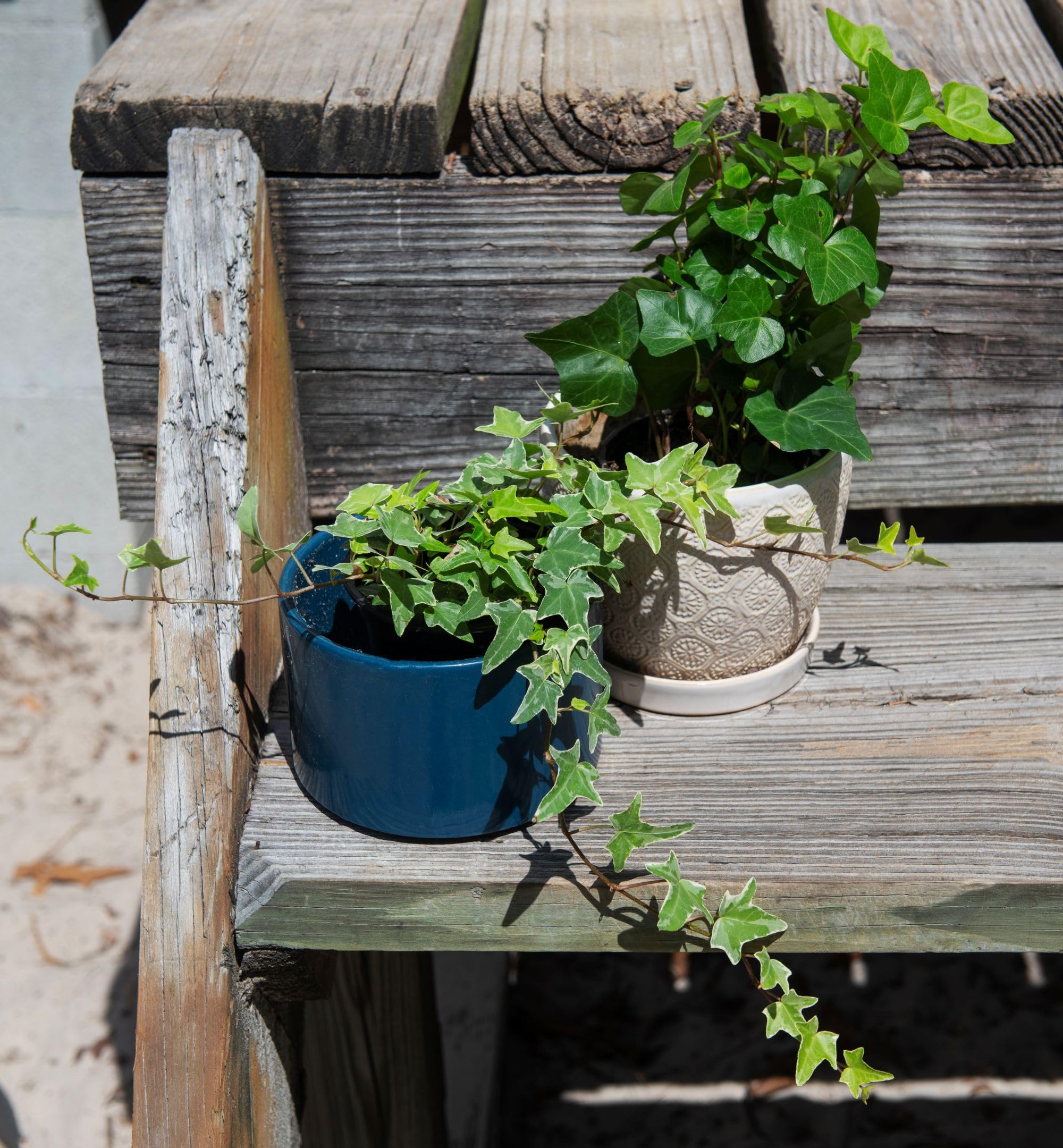 Amazon.com : American Plant Exchange English Ivy Bundle, 2 Pack 4