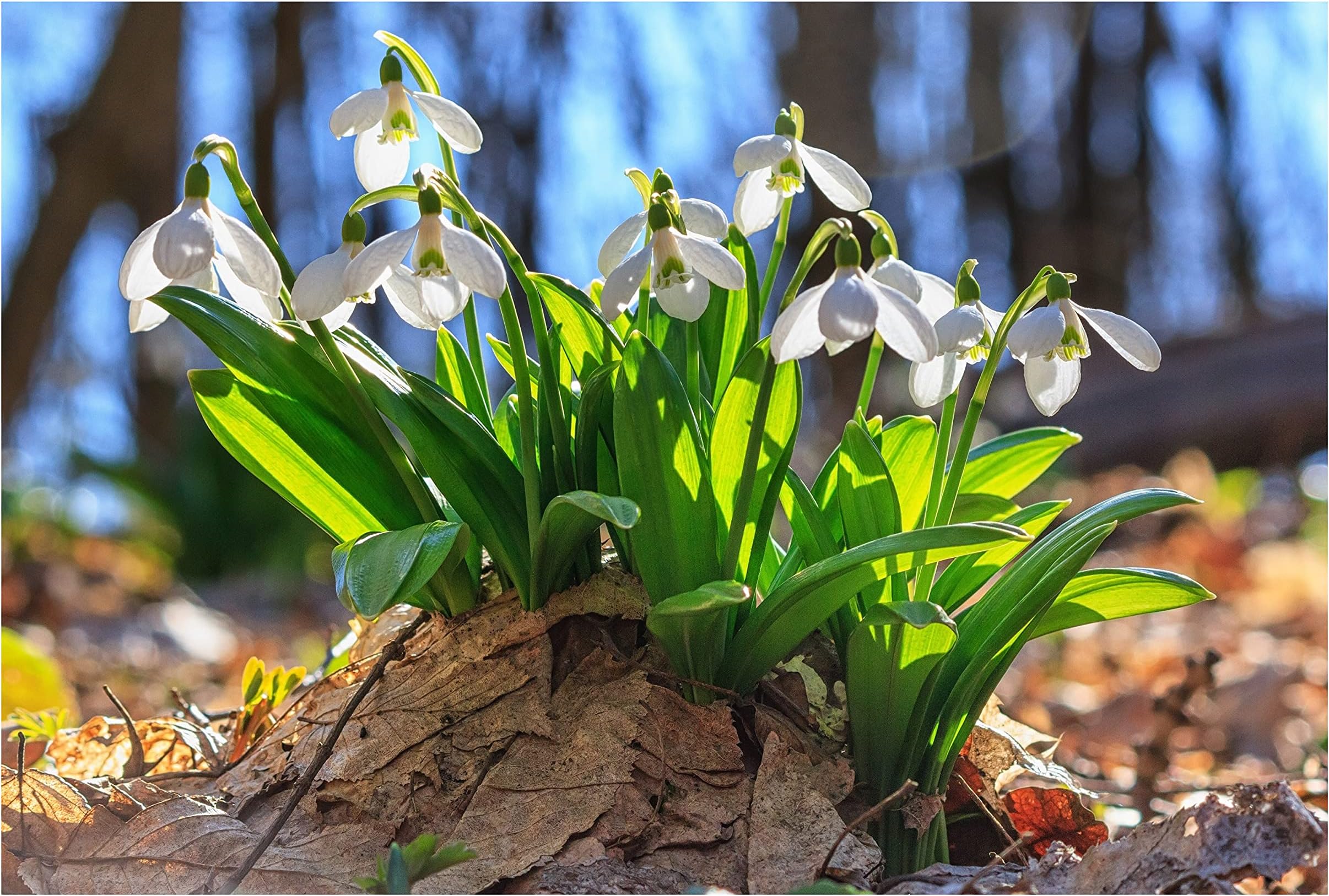 10x Snowdrop Spring Flowering Garden Bulbs Galanthus Woronowii Autumn Planting Perennial Plants White Flowers
