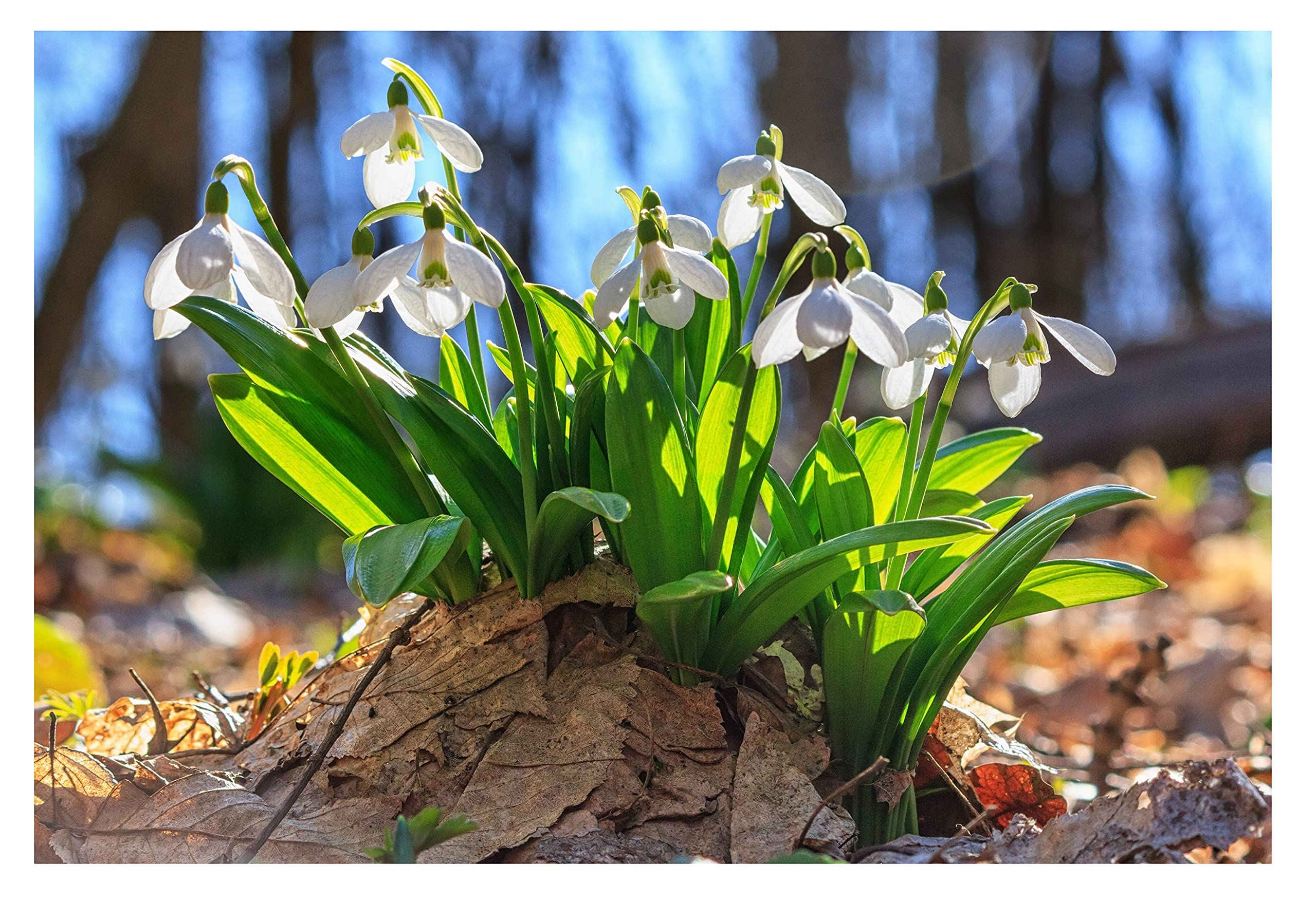 10x Snowdrop Spring Flowering Garden Bulbs Galanthus Woronowii Autumn Planting Perennial Plants White Flowers