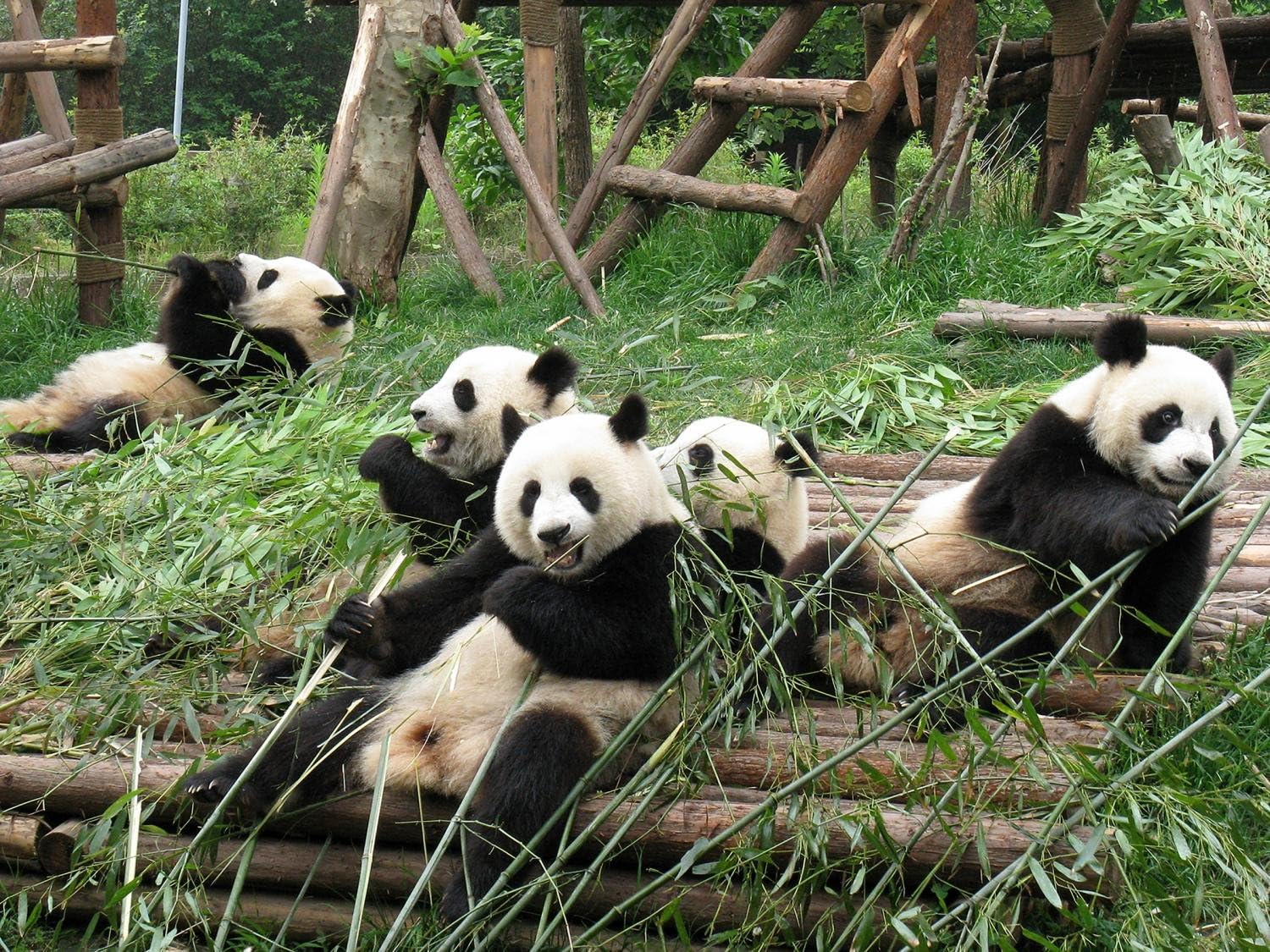 Wallmonkeys FOT-9204549-18 WM104075 China Sichuan Giant Panda 06 Peel and Stick Wall Decals, 18" W x 14" H-Small