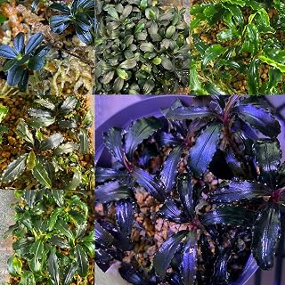 ブセファランドラ おまかせ3種セット(入門種) 水草