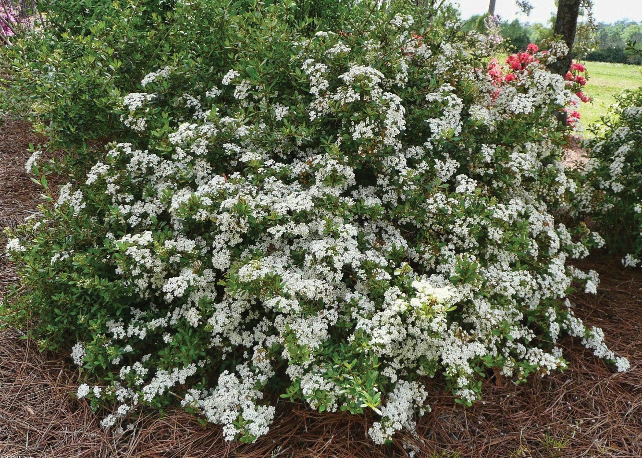 Walter Viburnum Shrub Disease