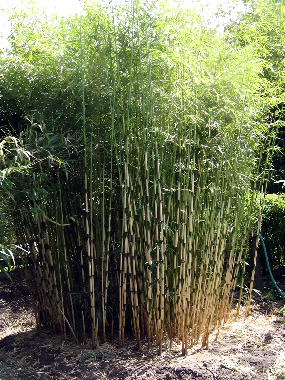 Stauden Gnge 1 x Fargesia robusta 'Campbell' im C2 Topf  (Bambus/Winterhart/Ziergras/Mehrjhrig) Hoher Heckenbambus- Die perfekte  Wahl fr blickdichte Hecken - macht keine Wurzelauslufer : Amazon.de:  Garten