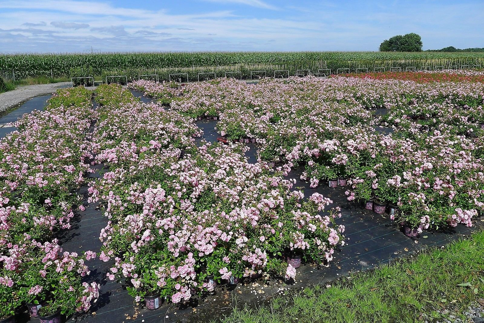 10x Bodendeckerrosen 'Rosa The Fairy' - Winterhart & Mehrjährig | Extra Buschig im 1L Topf | Sommerblüher Juni-Oktober