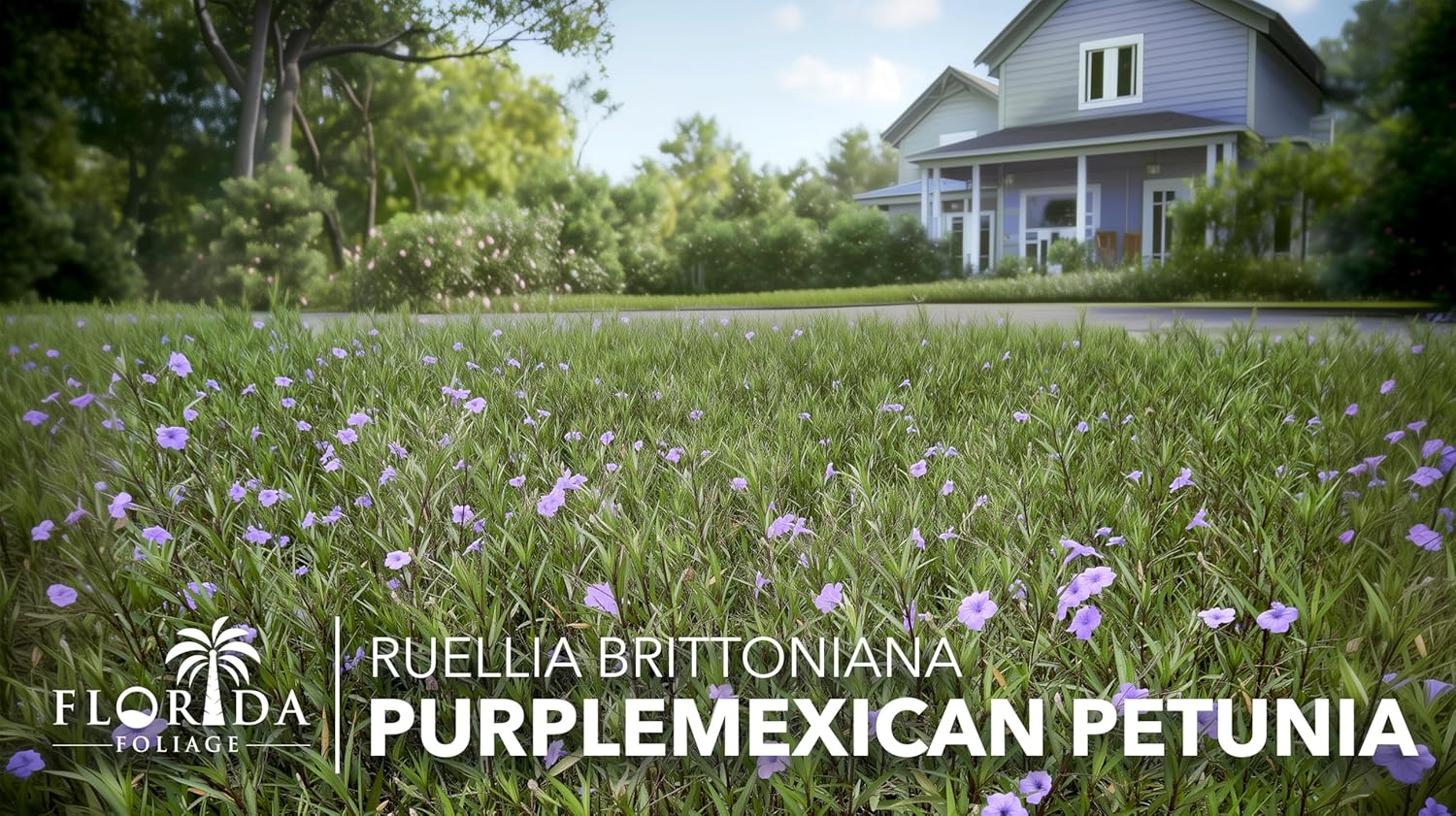 Mexican Petunia Purple | 1 Large Trade Gallon Size Plant | Ruellia Brittoniana | Purple Flowering Landscape Pollinator, Heat Tolerant Groundcover, Outdoor Perennial Gardens Borders Walkways Container