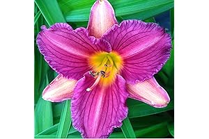 Purple De Oro Daylily Root, Reblooming Daylily Plant, Flower