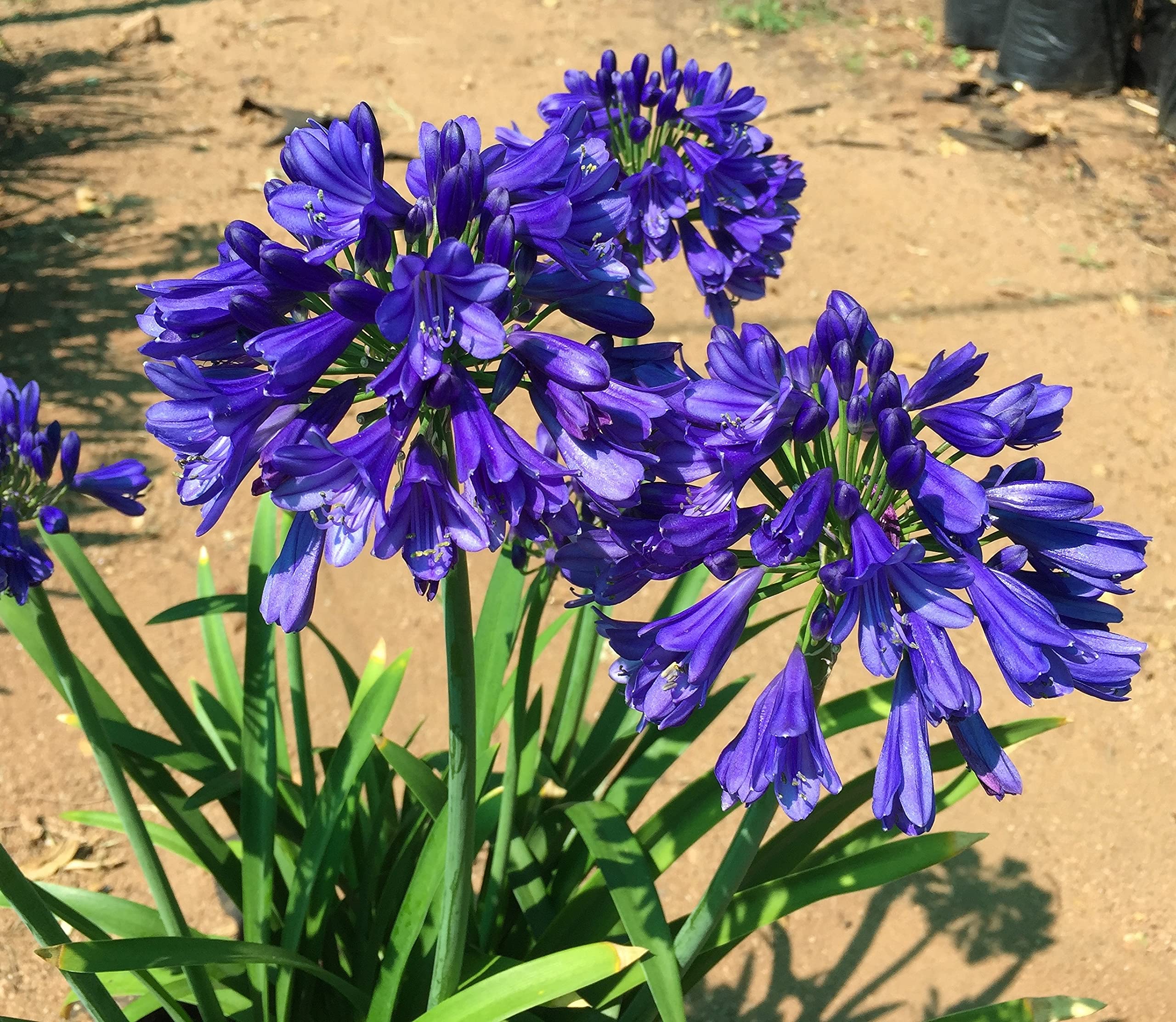 Agapanthus 'Blue Thunder' Evergreen Plant with Deep Blue Flowers