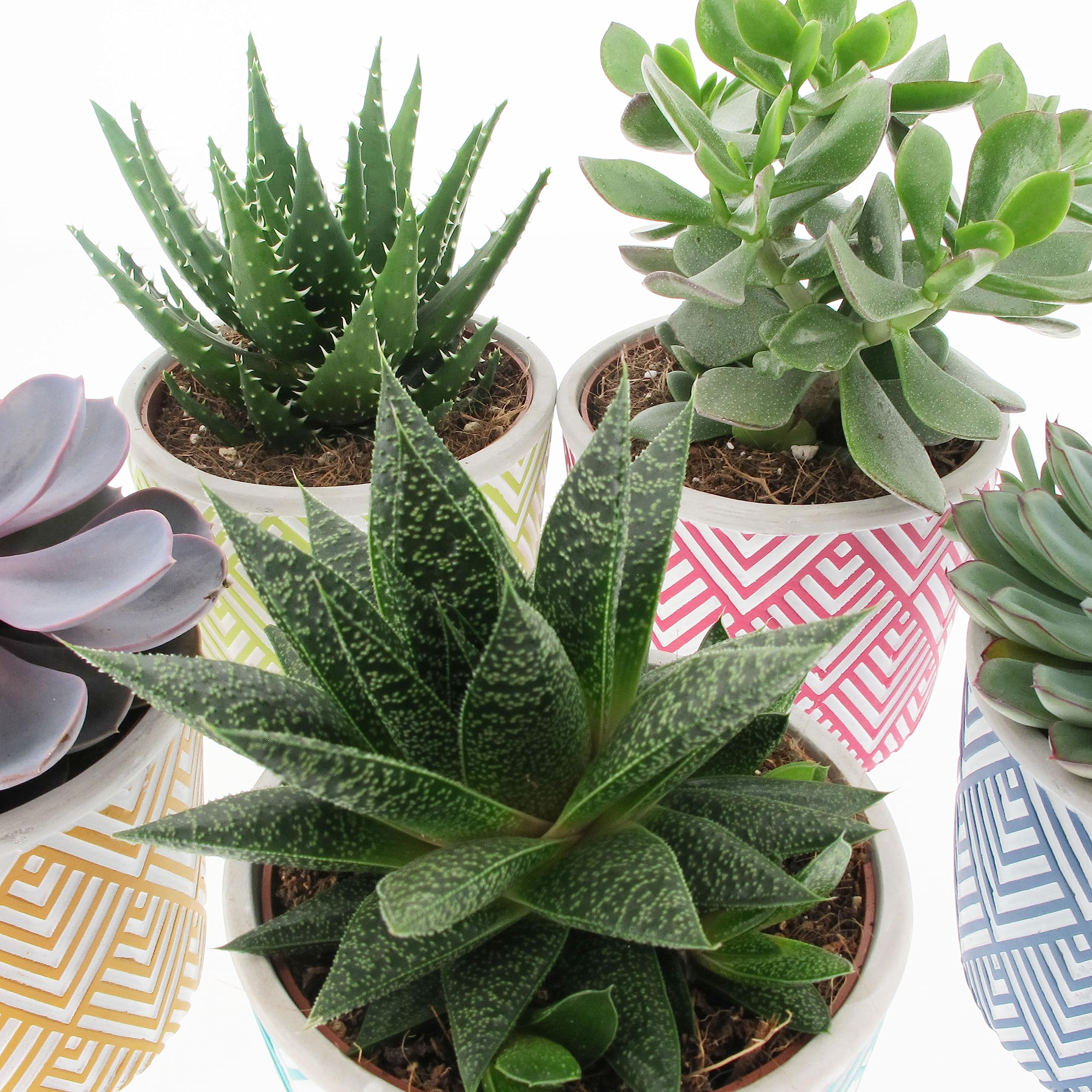 KENTIS - Set di 4 Vere Piante Succulente con Vaso Decorativo - Cactus Ornamentali da Interno - Piante Grasse da Appartamento - Pianta Succulenta - Vaso Ø 14 cm