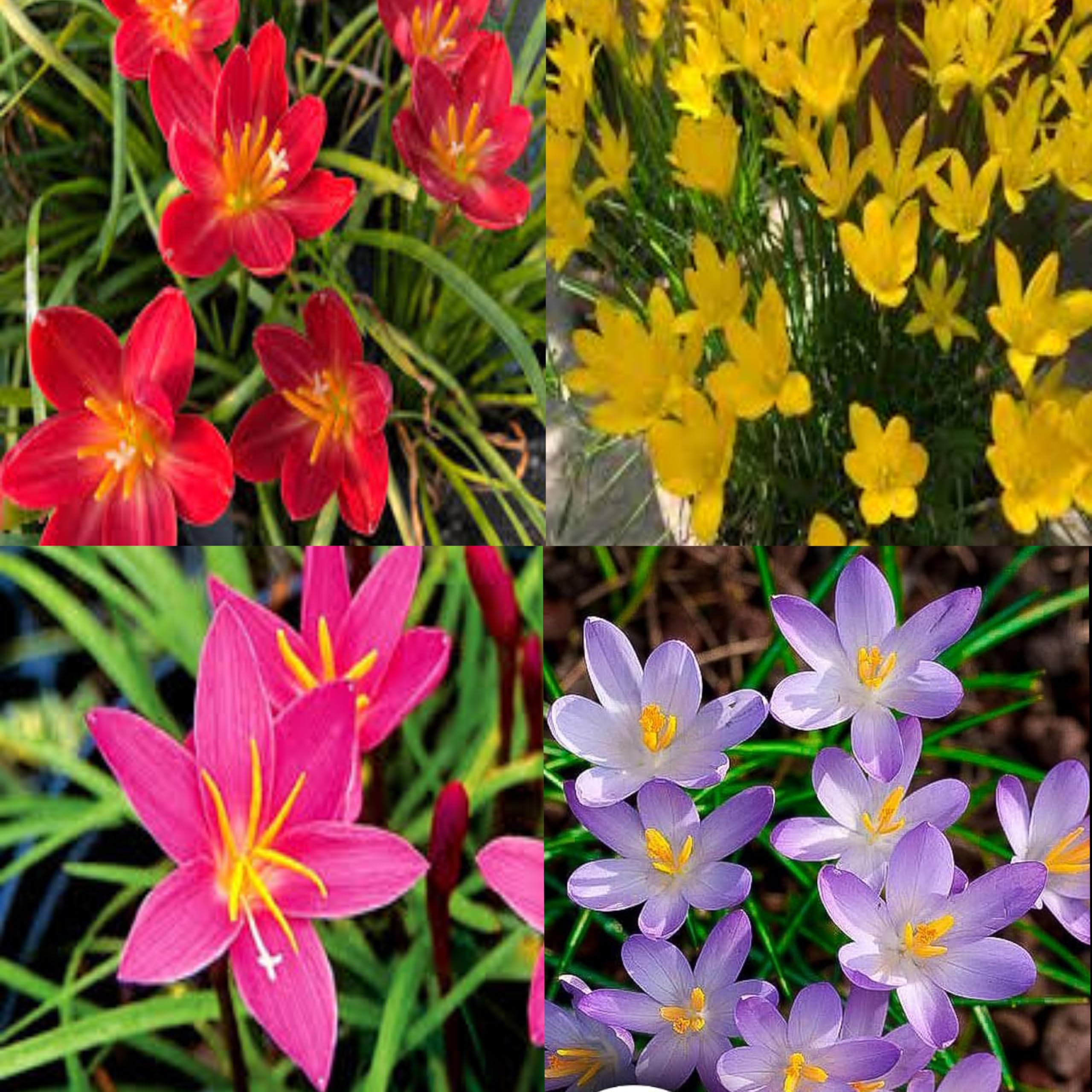 Mix Color Rain Lily Bulbs – 4 Colors (5 Bulbs per Pack) – Zephyranthes Easy Bloom Flower Bulbs for Garden & Pot-image-21