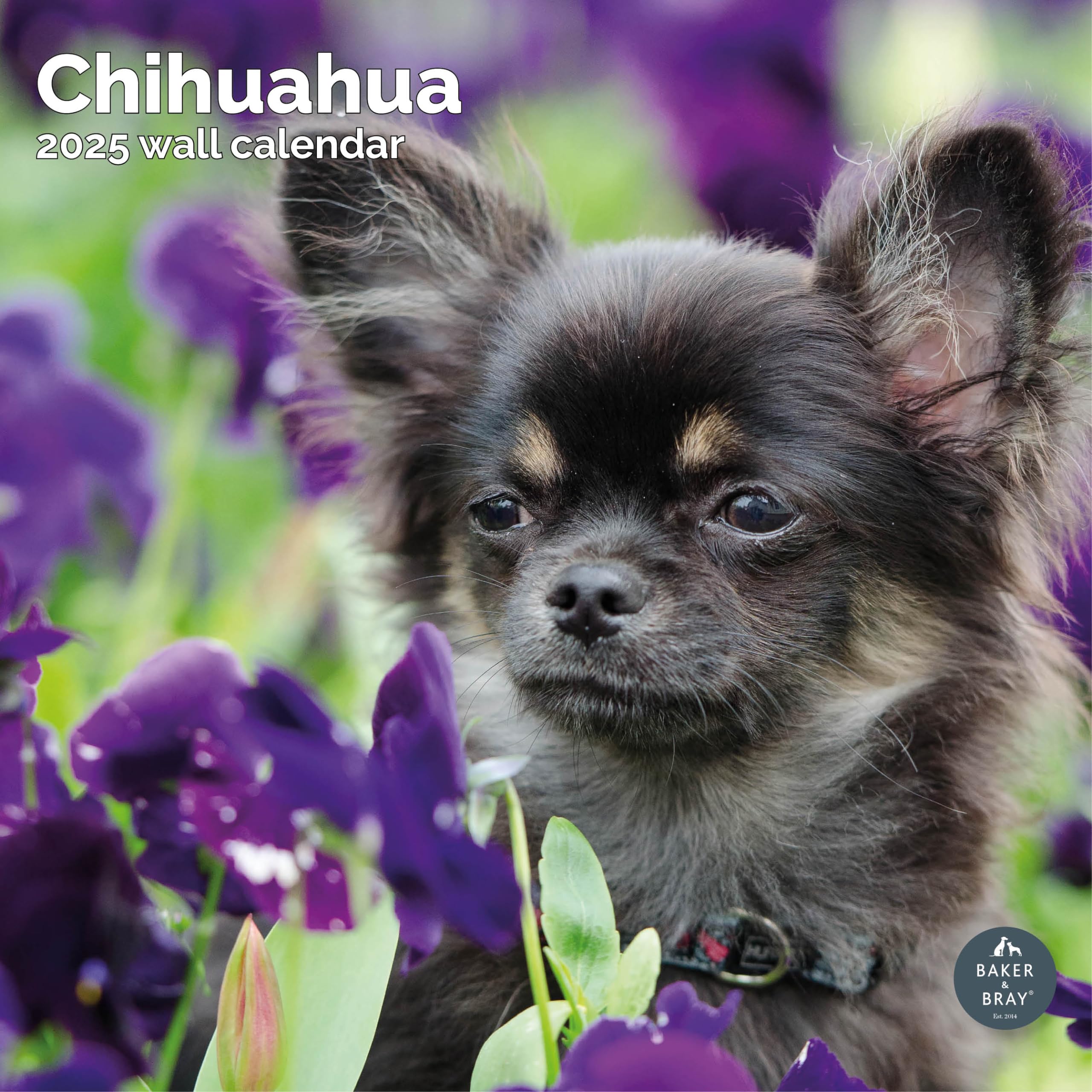 Baker and Bray Chihuahua Calendar 2026, Large Square Wall Calendar With Organisational Stickers, 16 Month, Chihuahua Gift Dog Calendar