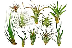 Rainforest Grown 10 Pack Assorted Air Plants: Vibrant Tillandsia for Indoor Greenery