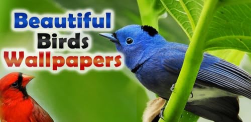 Beautiful Birds Wallpapers