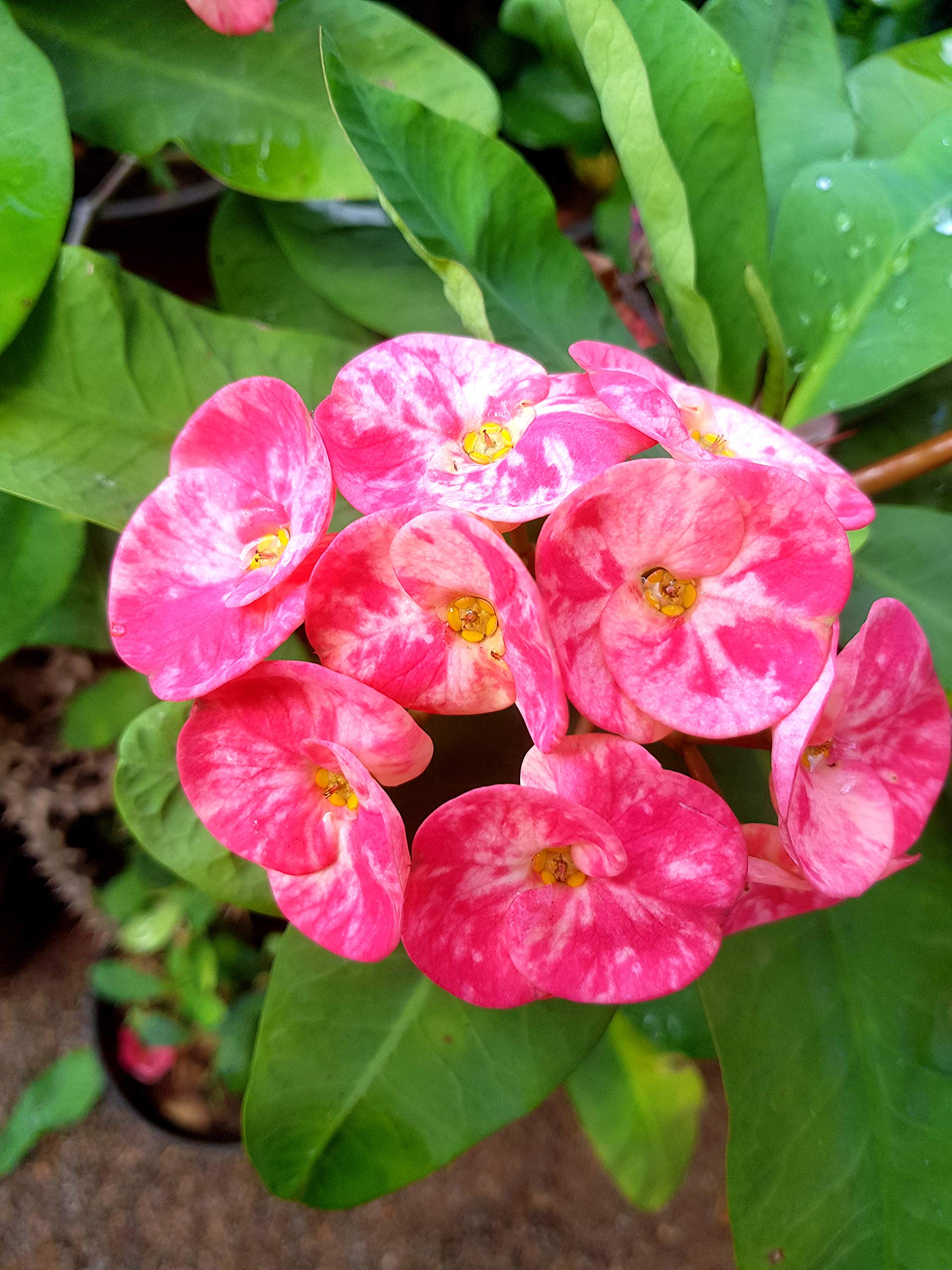Live with Alive Euphorbia Live Plant Multi Color Flowers (B07HVYTB59) Amazon Price History, Amazon Price Tracker