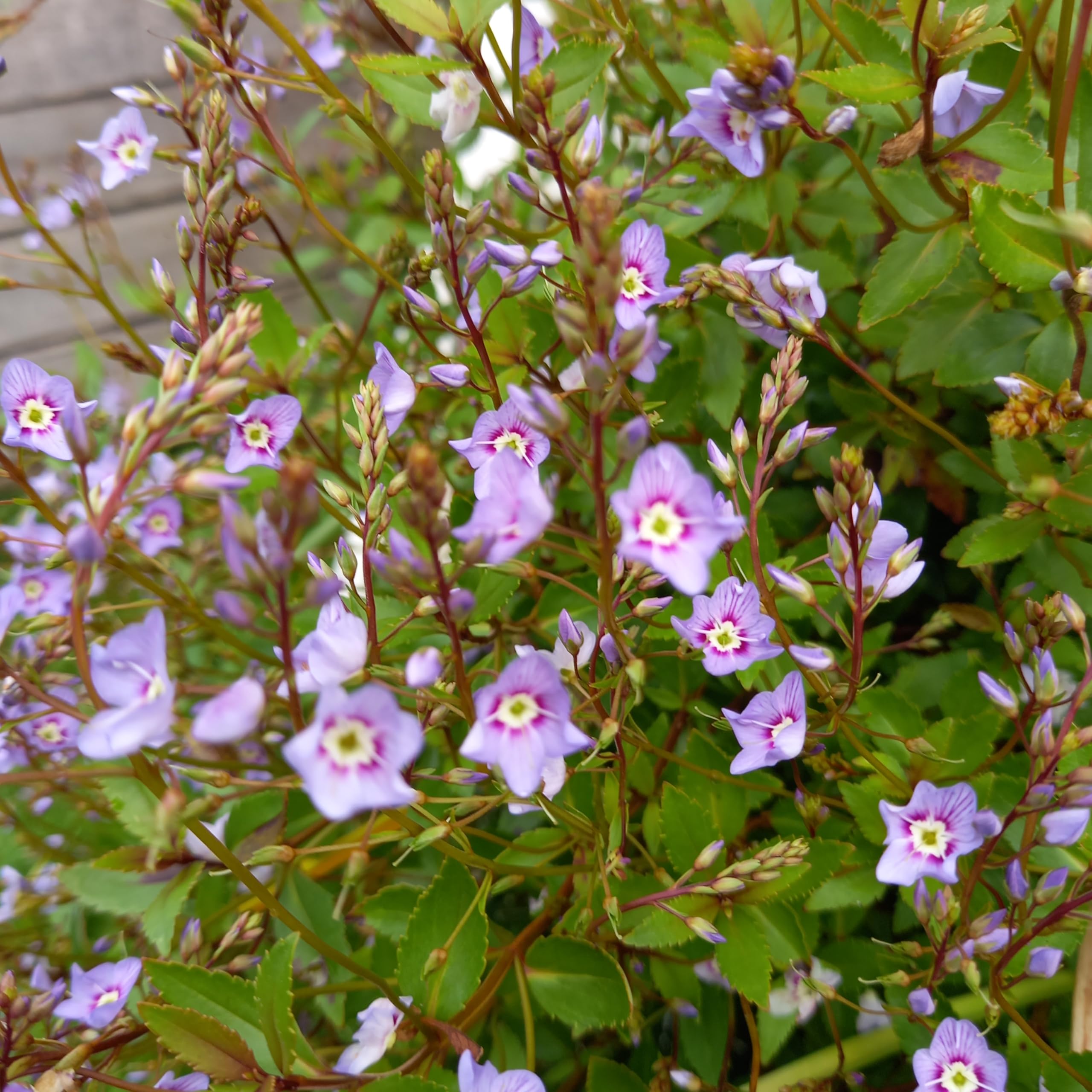 Hebe Parahebe 'Porlock'' (VR) Hardy Evergreen Flowering Plant Garden Shrub Easy to Grow Your own by Park Farm Plants (6 x Plug Plants)