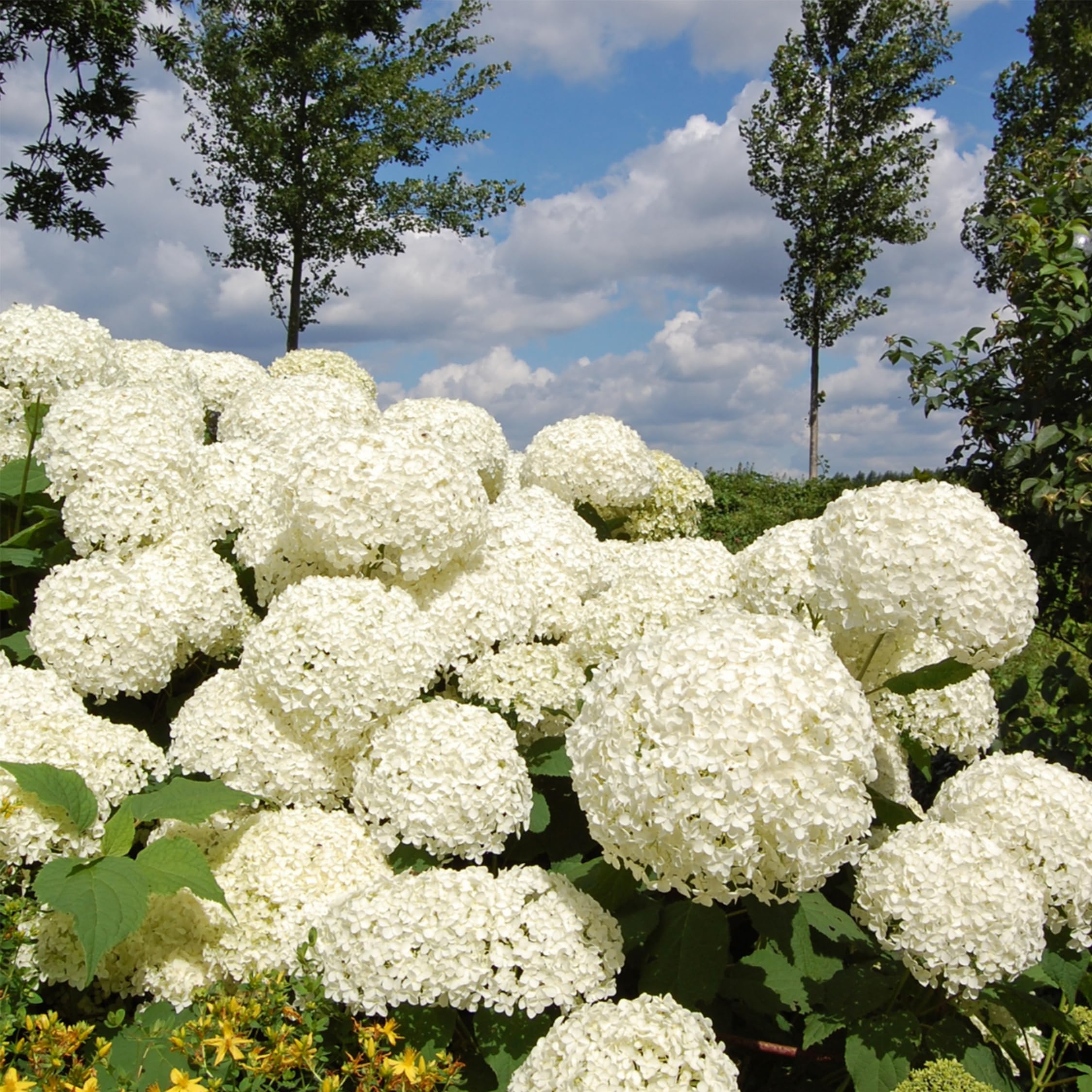 Plant in a Box - Hortensia Strong Annabelle - Set de 3 - Hortensia - Arbusto Deciduo Fuerte y Resistente al Invierno - Maceta 19cm - Altura 30-40cm