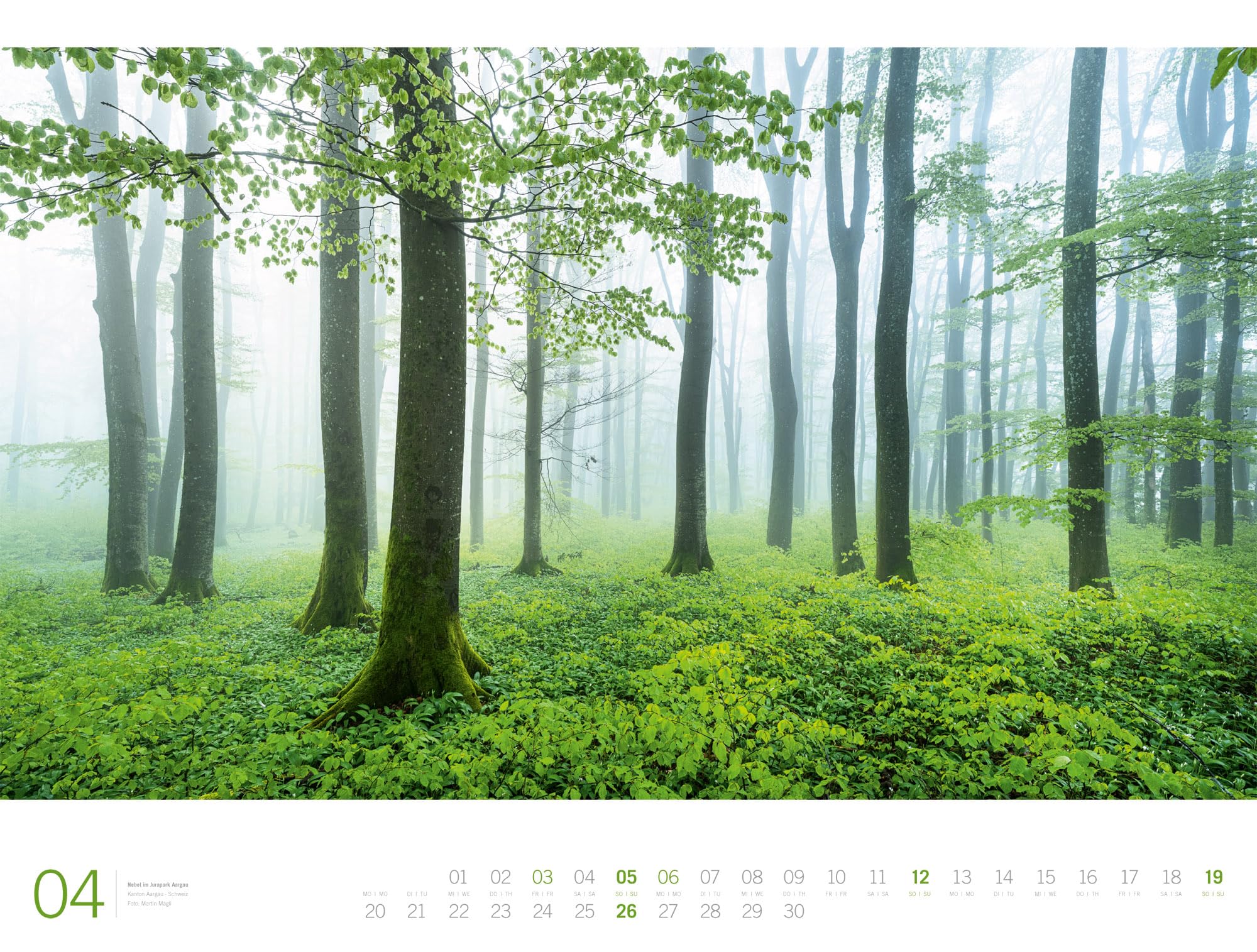 Wald Gallery Kalender 2026 | Geschmackvoller Natur-Kalender im großen Querformat (66x50 cm) | Wälder und Bäume im Großformat