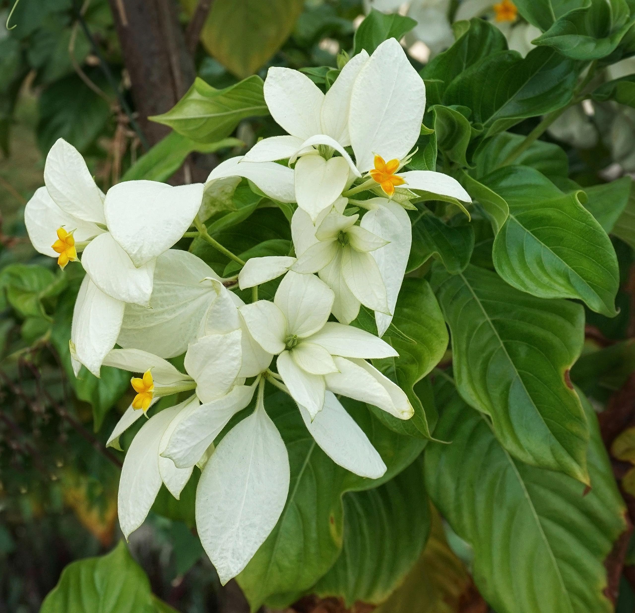 Amazon.com: 20 Tropical Seeds- East Himalayan Mussaenda-Terrific