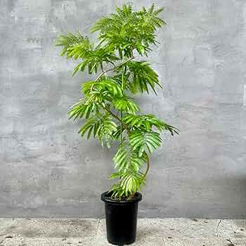 Amazon｜SUZUHA 観葉植物 本物 エバーフレッシュ 曲がり仕立て 8号