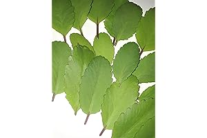 10 Hojas De Kalanchoe Pinnata Miracle Leaf ‘Magic Bells’ Goethe Plant 10 Hojas Only