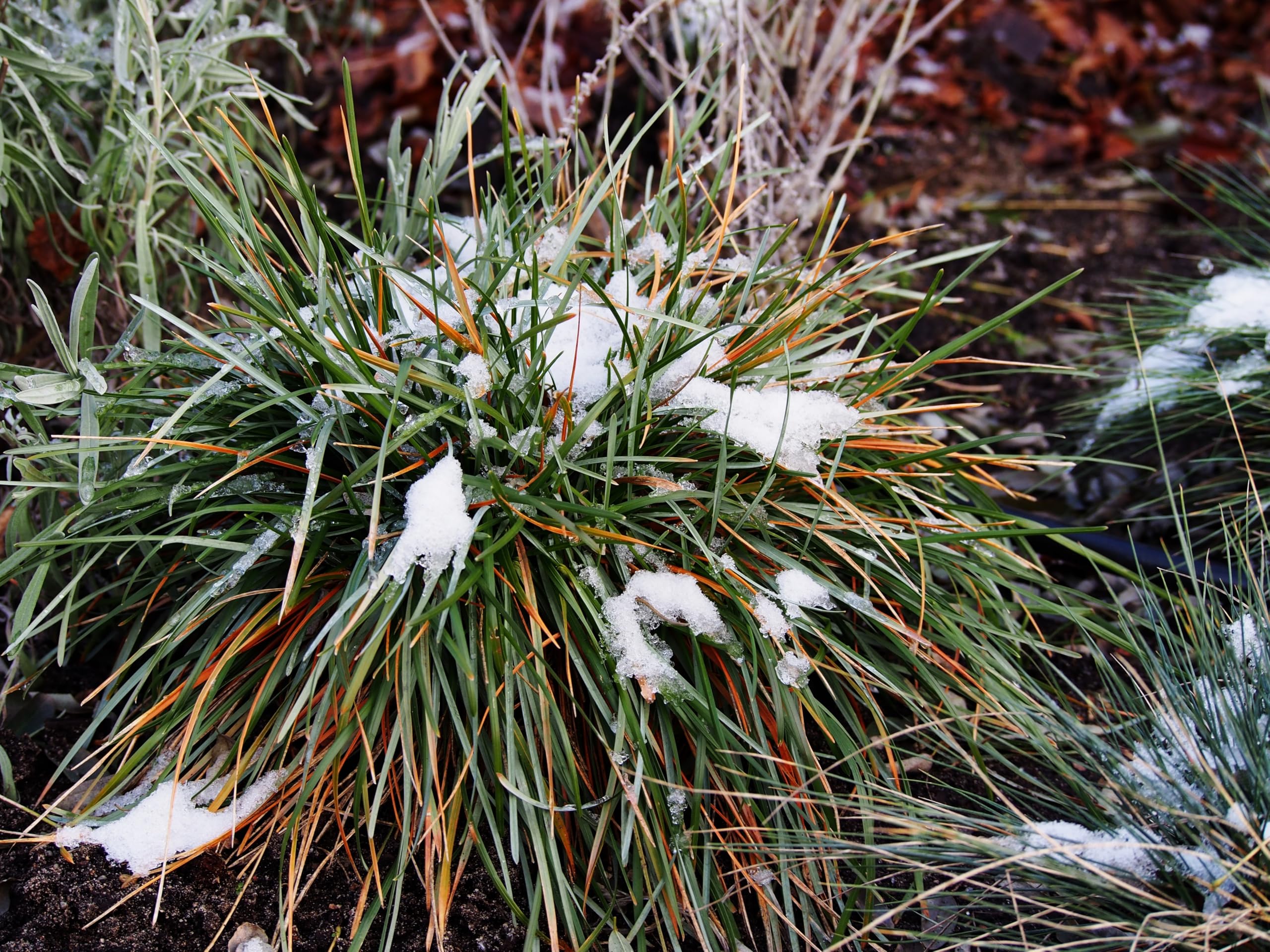 Stauden Gänge 10 x Sesleria sadleriana Ungarisches Blaugras winterhart