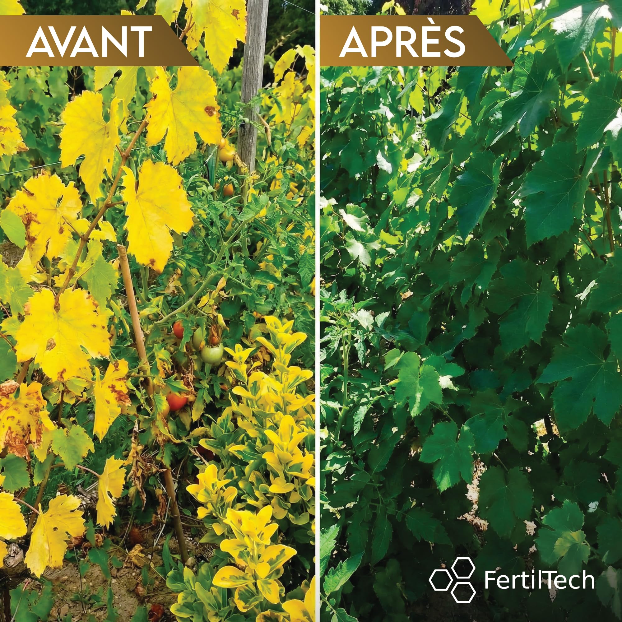 Chelato di Ferro EDTA 13% 5 kg Anti-Clorosi per Piante e Prato | Concime Fogliare Solubile Corregge le Carenze di Ferro | Giardino, Foglie Gialle, Orto, Arbusti, Idroponica