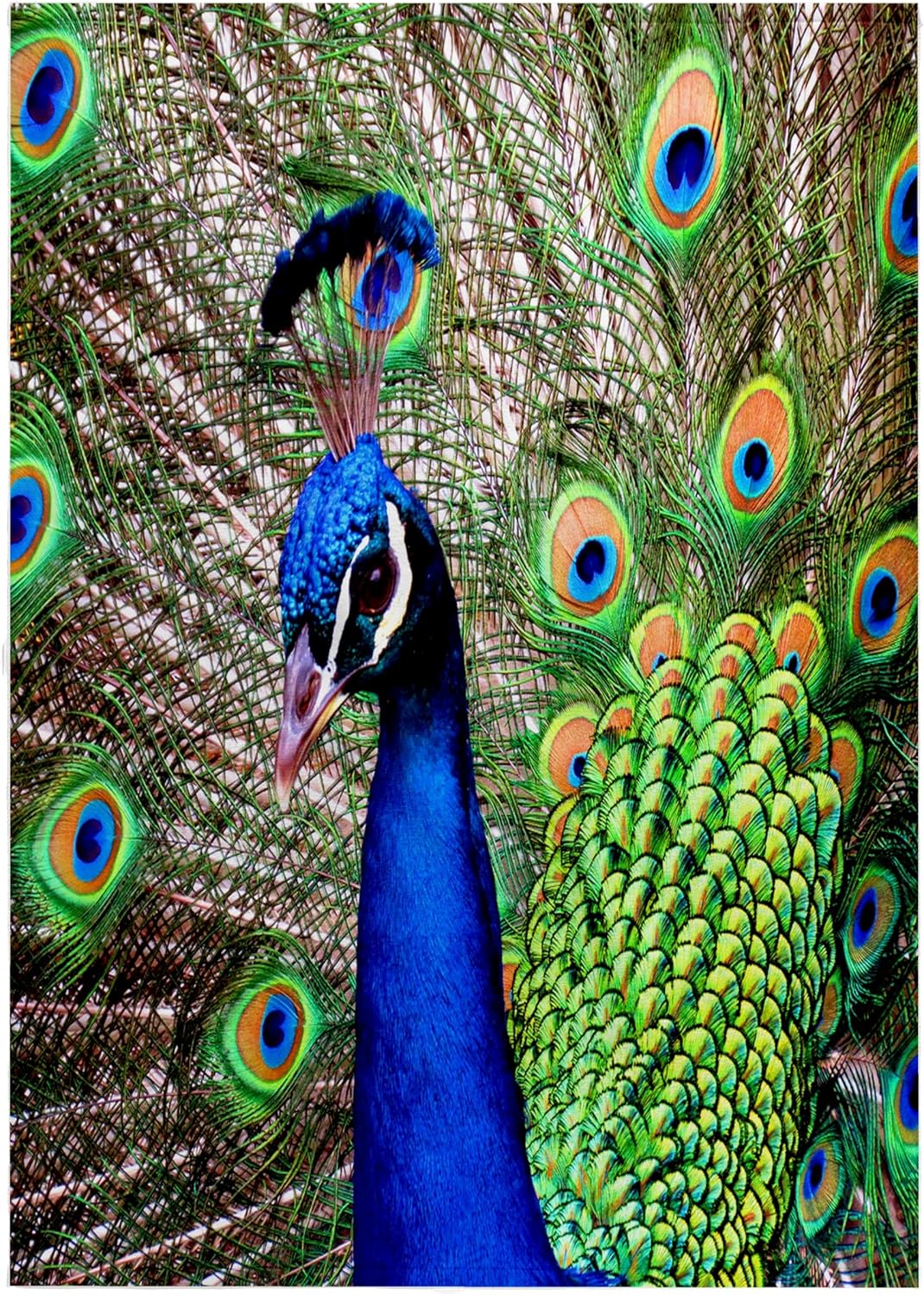 3dRose A Peacock Proudly displaying and Shaking his Plumage to his Mates 22x30 Bath Hand Pool Towel