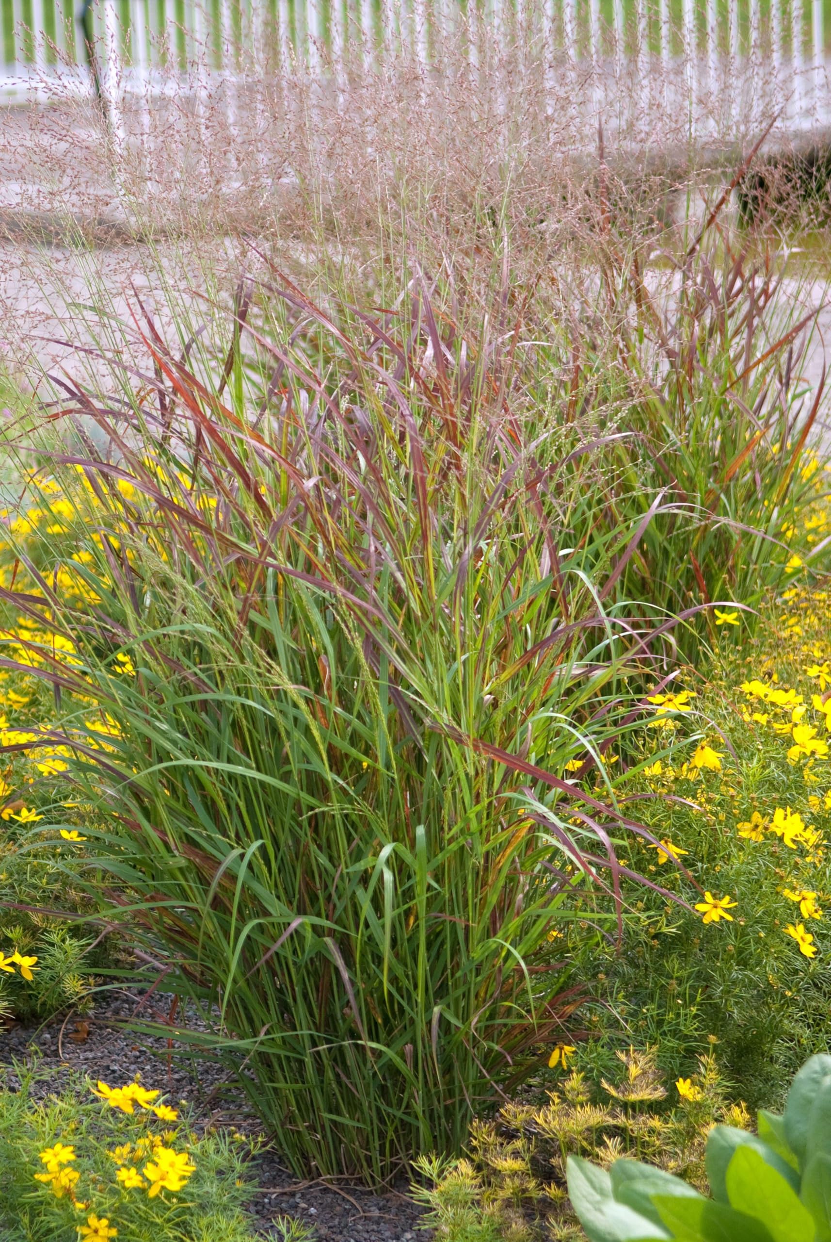 Stauden Gänge 10 x Panicum virgatum 'Rotstrahlbusch' Rote Rutenhirse | Rotes Ziergras für Sonne, Blüte August bis Oktober, mehrjährig, 1 L Topf (11x11 cm)