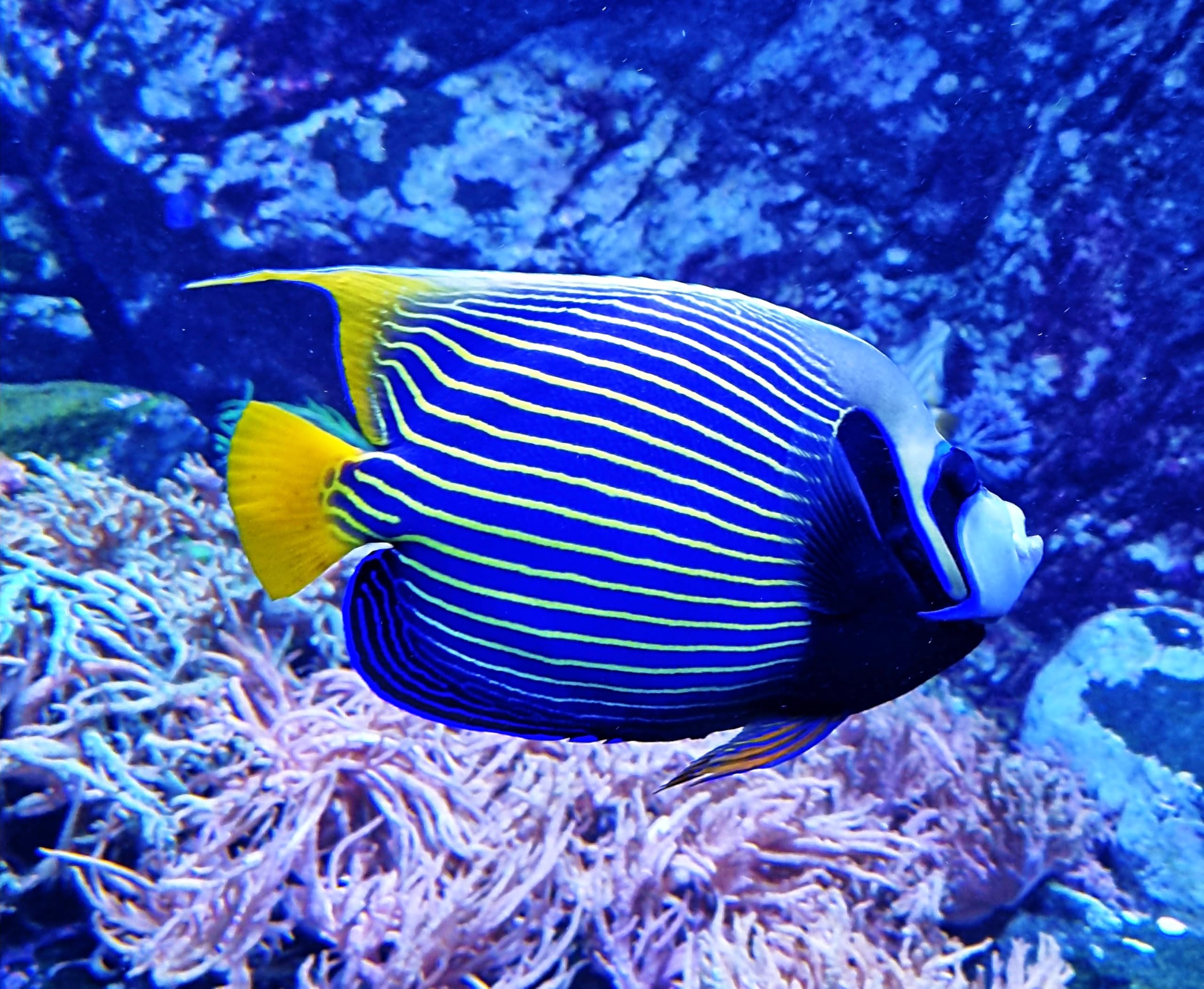 Bilder und Geschichten aus der Meeresaquaristik