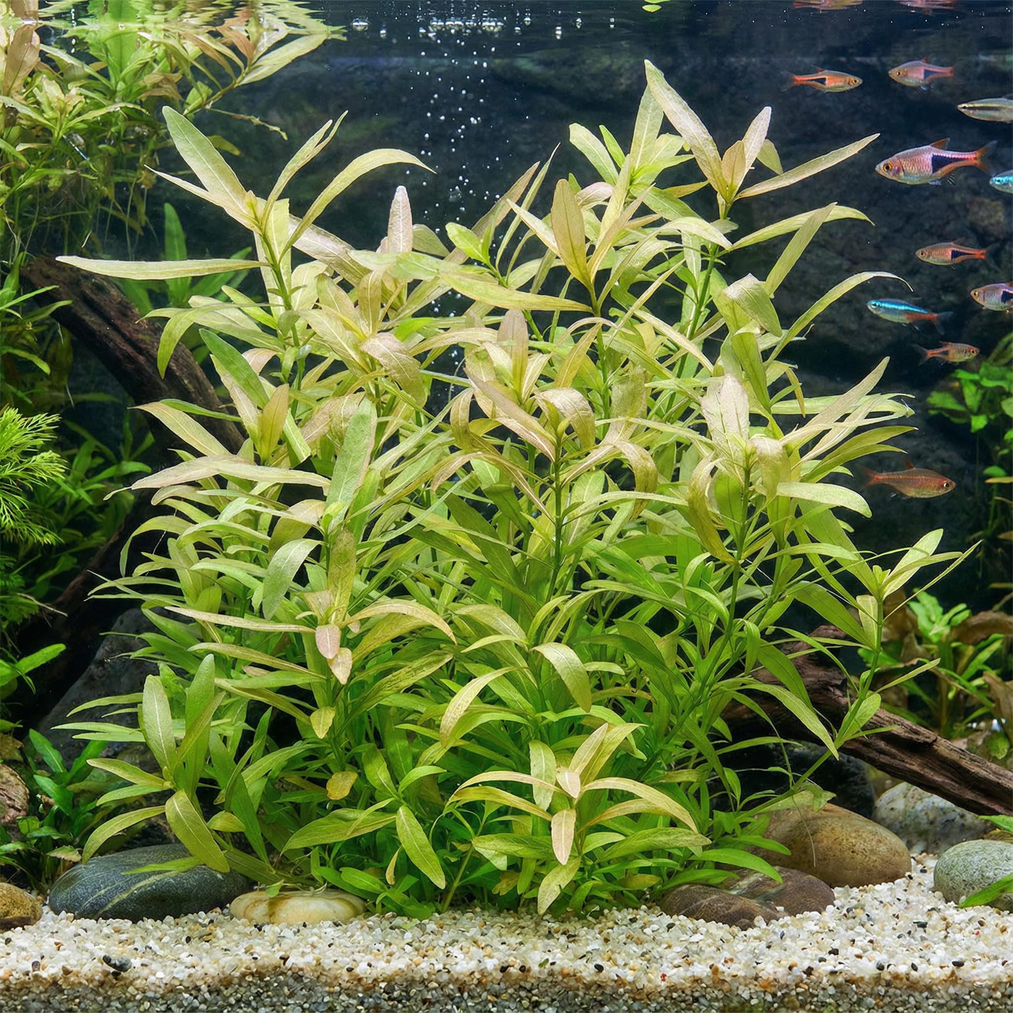 Hygrophila Aquarium Plant Freshwater Live Aquatic Decoration Plant for Fish Tank Home Office Display (3 Healthy Live Plant)-picture-32