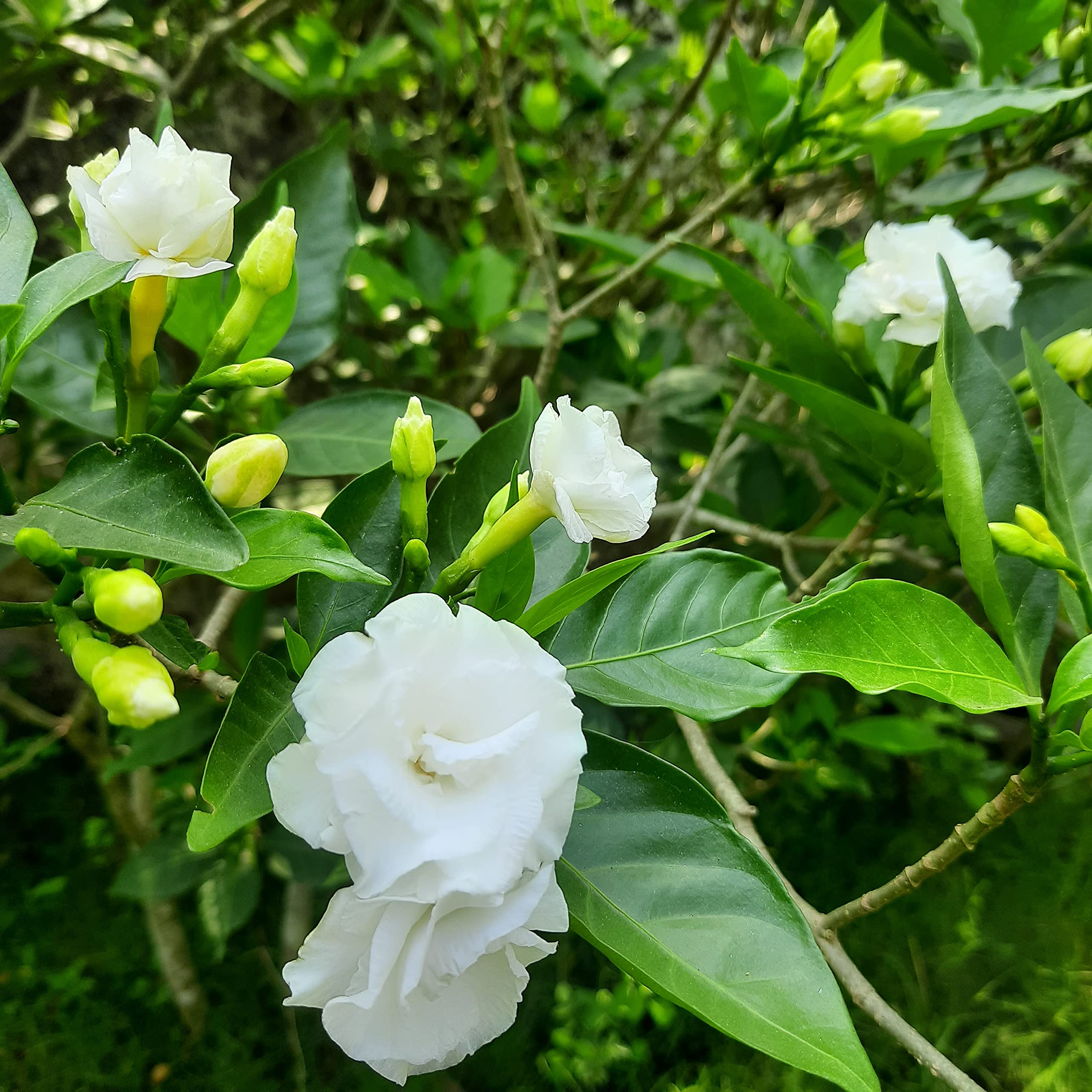 Earth and Plants Nursery Double Petal Chandini/Tabernaemontana divaricata/Carnation of India/Pinwheel Flower/Crape Jasmine 1 Live Healthy Flower Plant