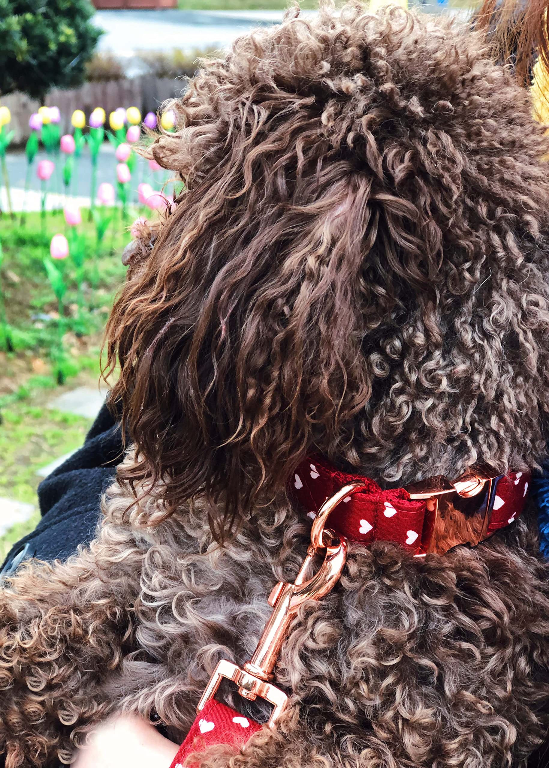 Bubblepup Zestaw obroży i smyczy, obroża dla psa ze smyczą, regulowana obroża dla psa i smycz dla małych, średnich i dużych psów (rozmiar L, serce)