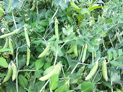 Seeds4planting - Semillas de azúcar de guisantes gigantes de vid verde reliquia vegetal sin OMG para plantar