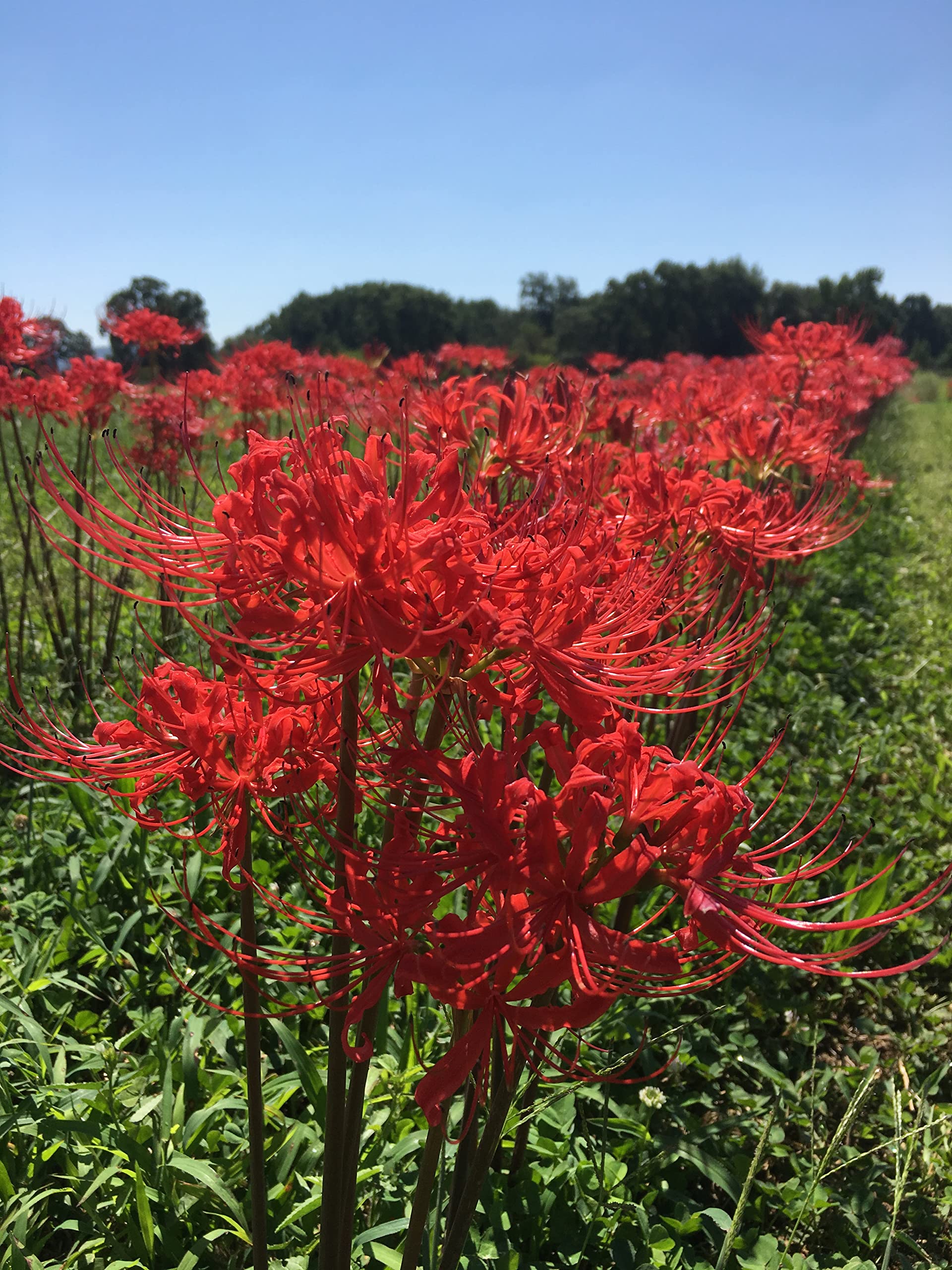 Daylily Nursery Red Surprise Lily (10-pack)