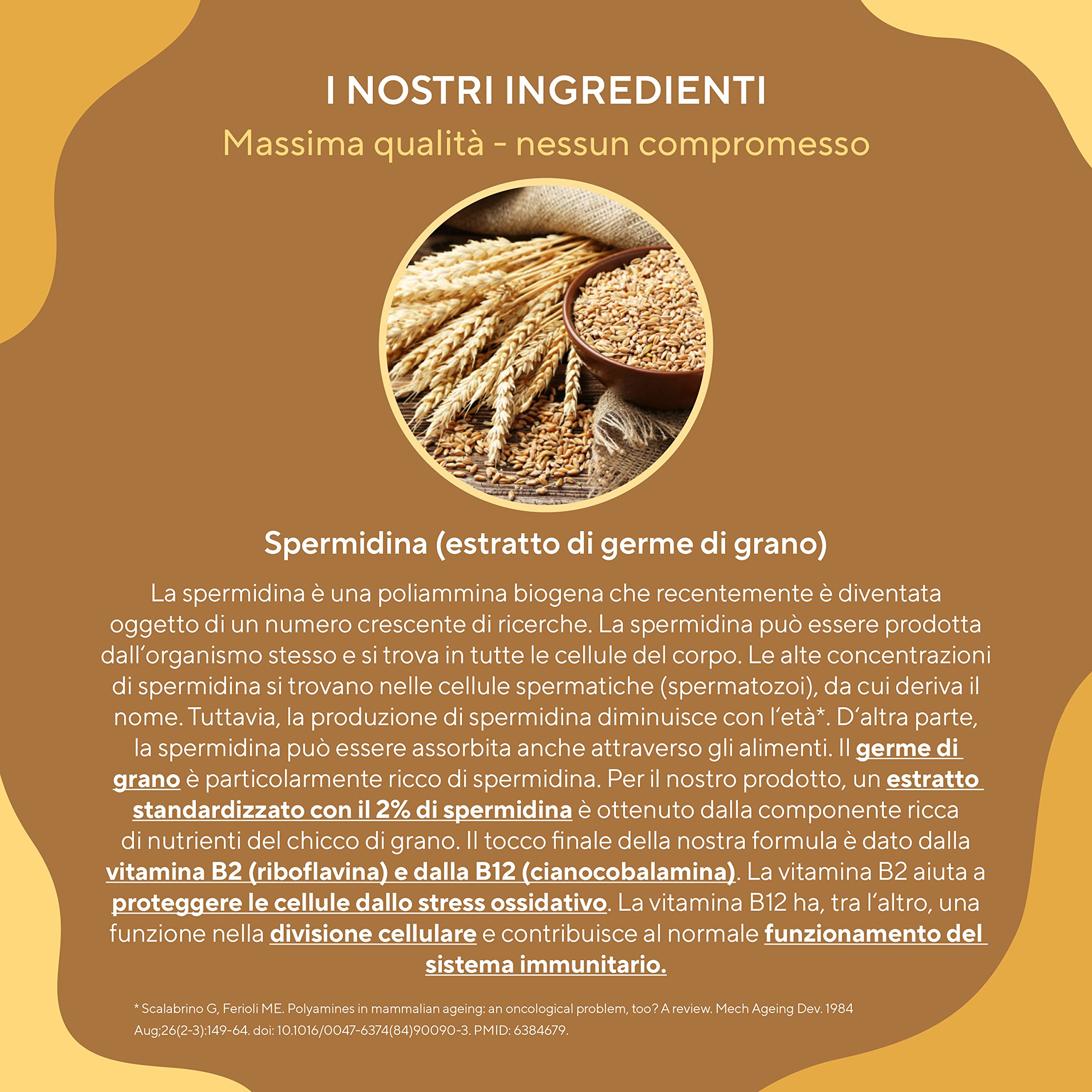 Spermidina ad alto dosaggio - 4 mg per 90 giorni - spermidina integratore Capsule - 10:1 Estratto di Germe di Grano (Triticum sativum) - Testato in laboratorio e prodotto in DE - TRUE NATURE®