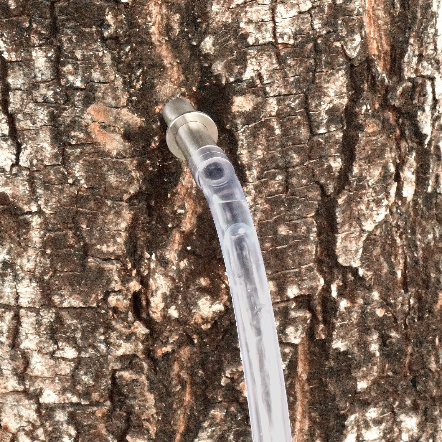 Buy Maple Syrup Tapping Kit, Stainless Steel Maple Tree Taps Spiles for