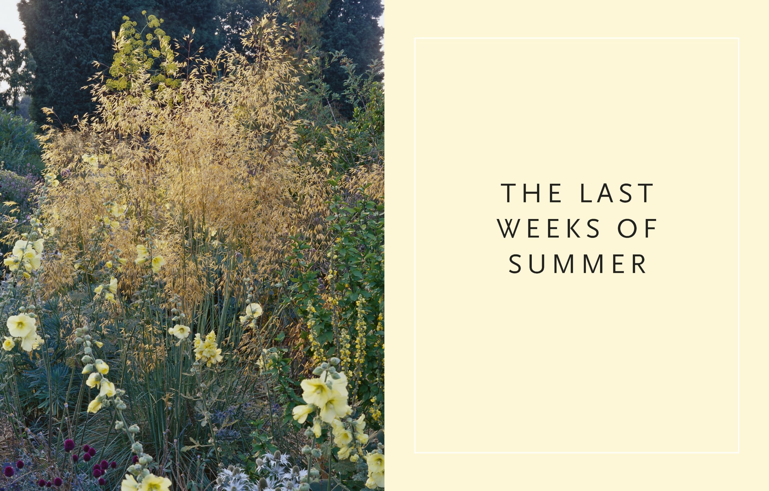 Drought-Resistant Planting: Lessons from Beth Chatto's Gravel Garden