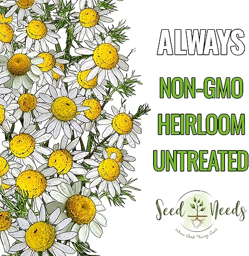 Miniatura 5 de Seed Needs Semillas de manzanilla romana para plantar, sin OMG, reliquia y sin tratar, cultiva un jardín de hierbas medicinales cultivadas en casa