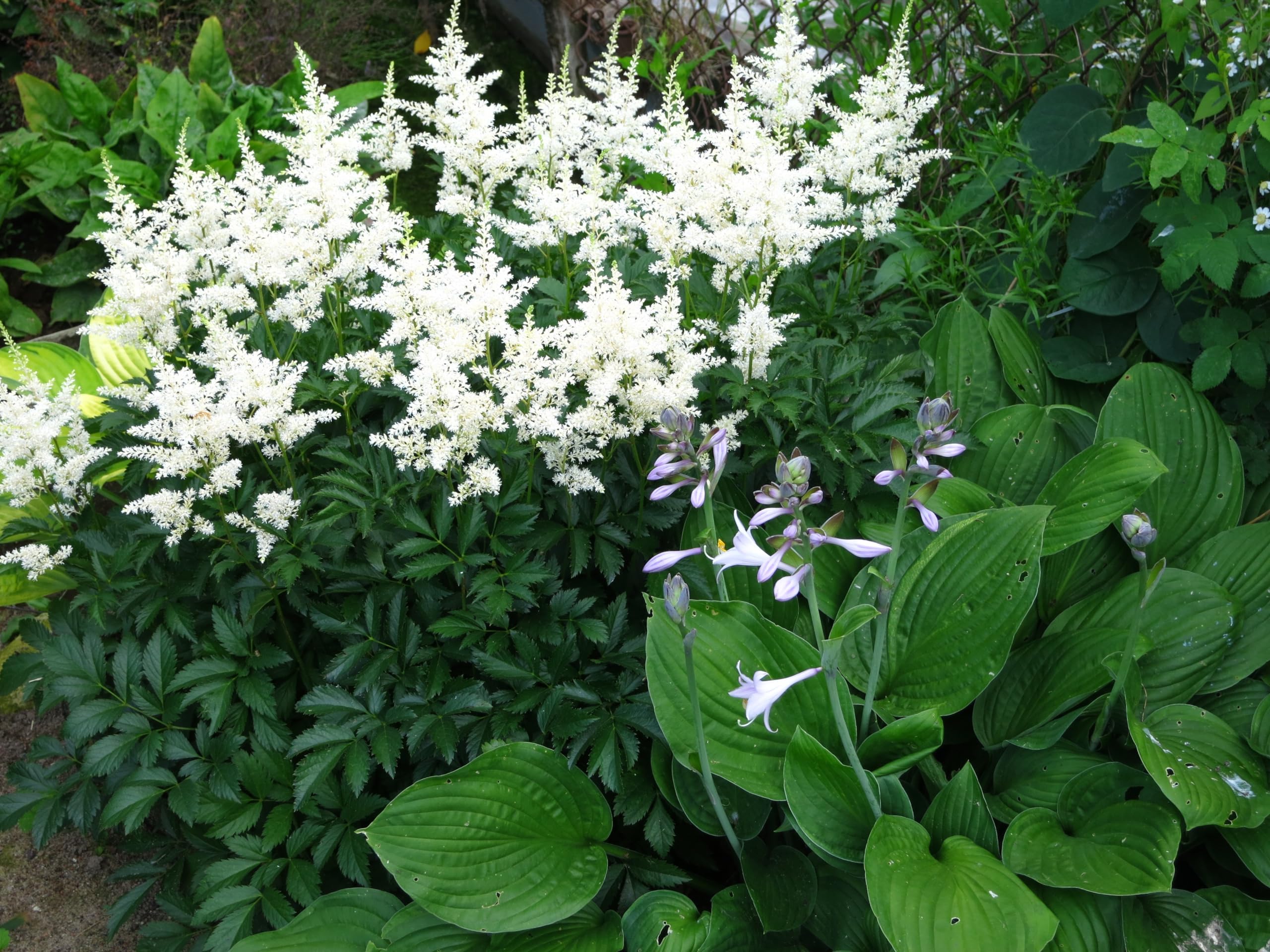 Stauden Gänge 10 x Astilbe arendsii 'Deutschland' Prachtspiere winterhart | Prachtspiere / Astilbe – winterharte Schattenstaude mit Blütenrispen, mehrjährig, bienenfreundlich, 9x9 cm Topf