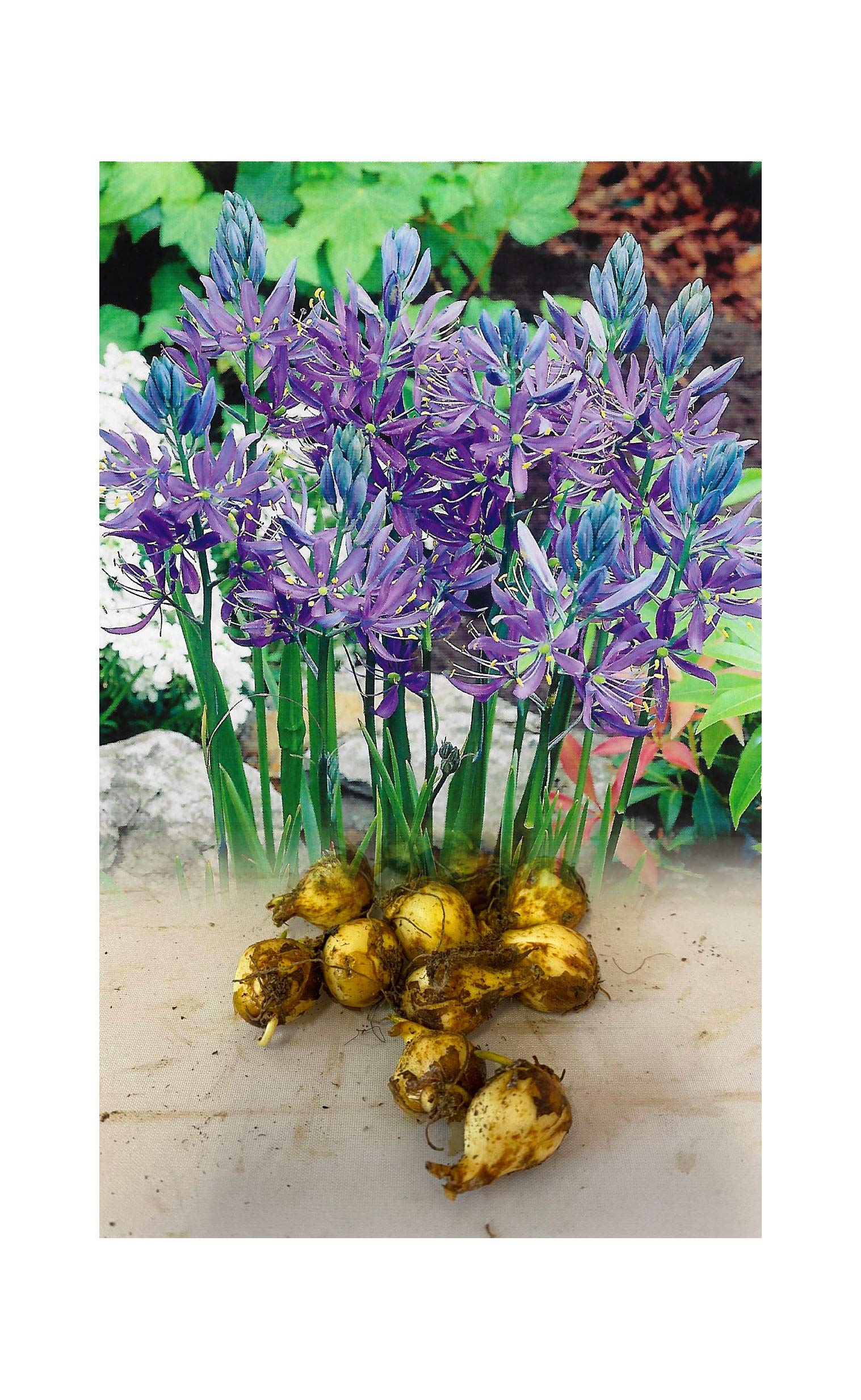 Garthwaite NurseriesUK Stockist. 50 Camassia Quamash (Esculenta) Bulbs Summer Flowering Hardy Garden Perennial