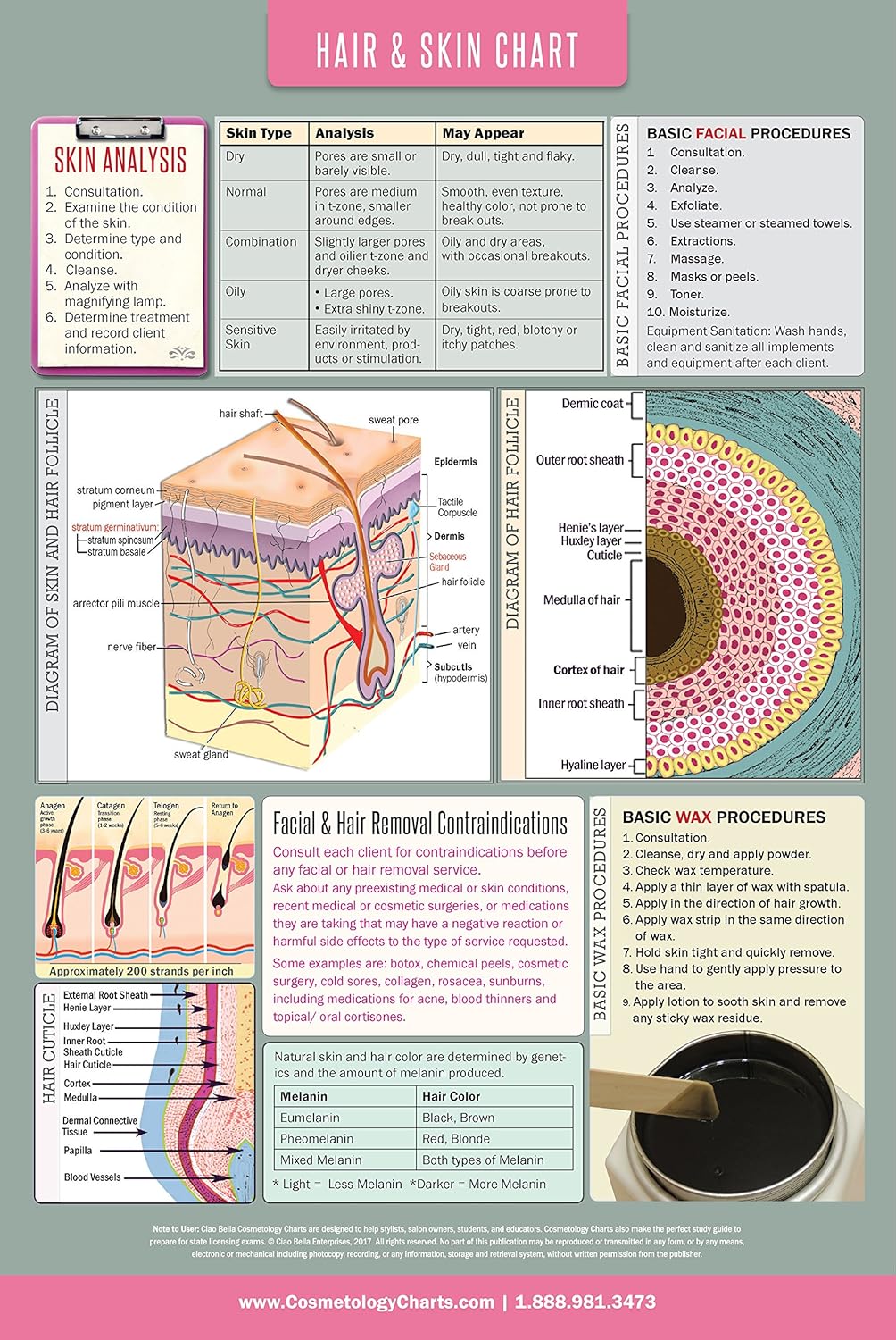 Ciao Bella Educational Anatomical High Gloss Laminated Poster - 18" x 27" - Human Skin Layers, Hair Follicle Diagram, Skin Analysis Procedures