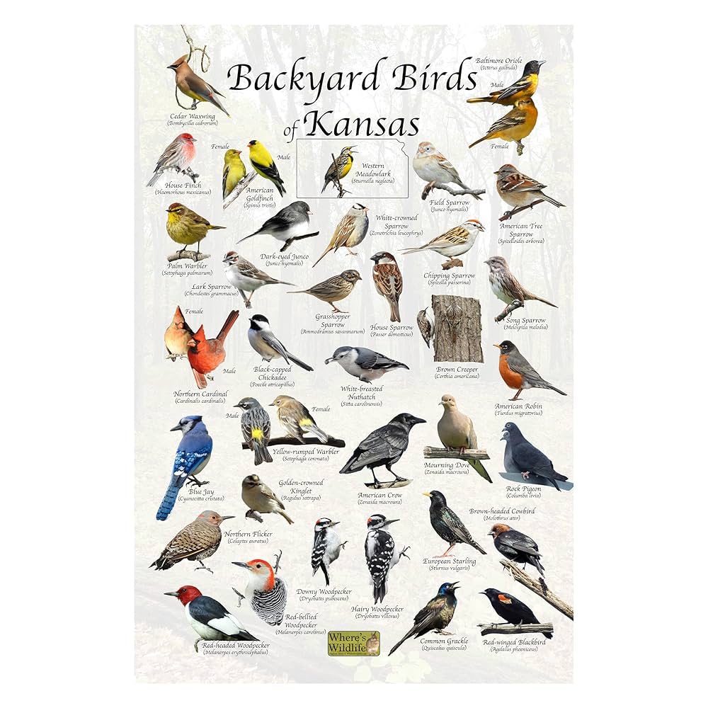 What is Kansas Bird
