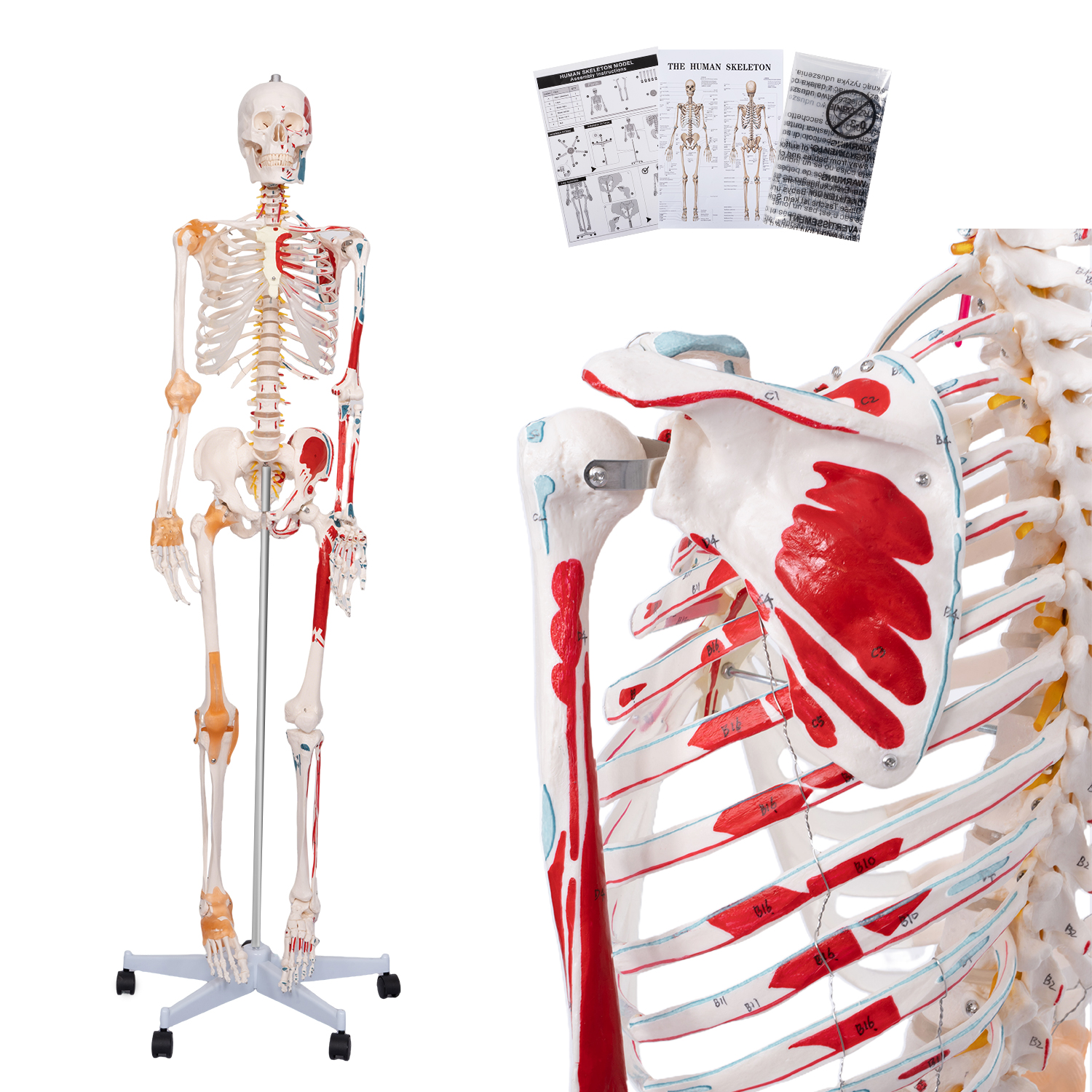Image of 70.8 inch Human Anatomy Model,Skeleton Model Muscle Insertion & Ligaments