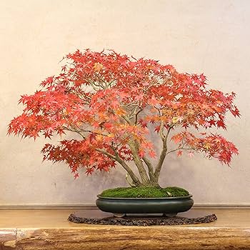 カシマ紅葉盆栽！ カシマ紅葉盆栽！ 紅葉（鹿島八房）・小品20cm - 米谷大蓉園