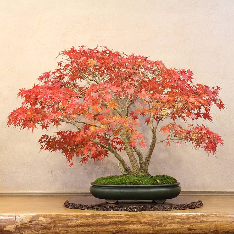山紅葉石付き 推定樹齢30年 高さ約40cm 幅約25cm Amazon.co.jp: 清香園 山もみじ 盆栽 株立ち 樹齢約70年 : DIY