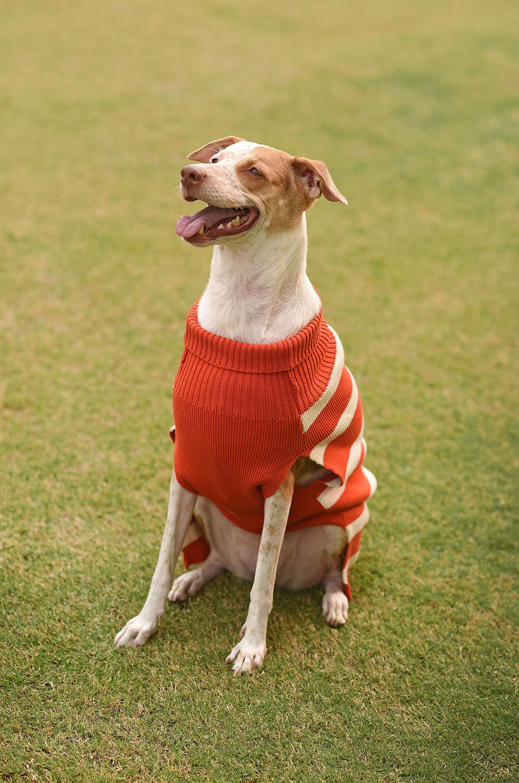 Mutt of Course Warm Regards Orange Sweater for Dogs (Small) (B08NPNQV13) Amazon Price History, Amazon Price Tracker