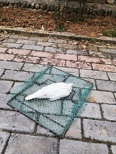 Miniatura 10 de Trampa para pájaros, jaula de codorniz de paloma, control de animales vivos, trampas de pollo estornino de primavera para atrapar