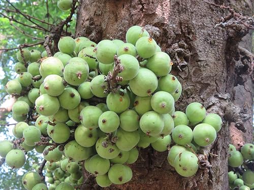 100 + Ficus racemosa Tree Seeds, Cluster Fig Tree Seeds, Indian Fig Tree Seeds, 