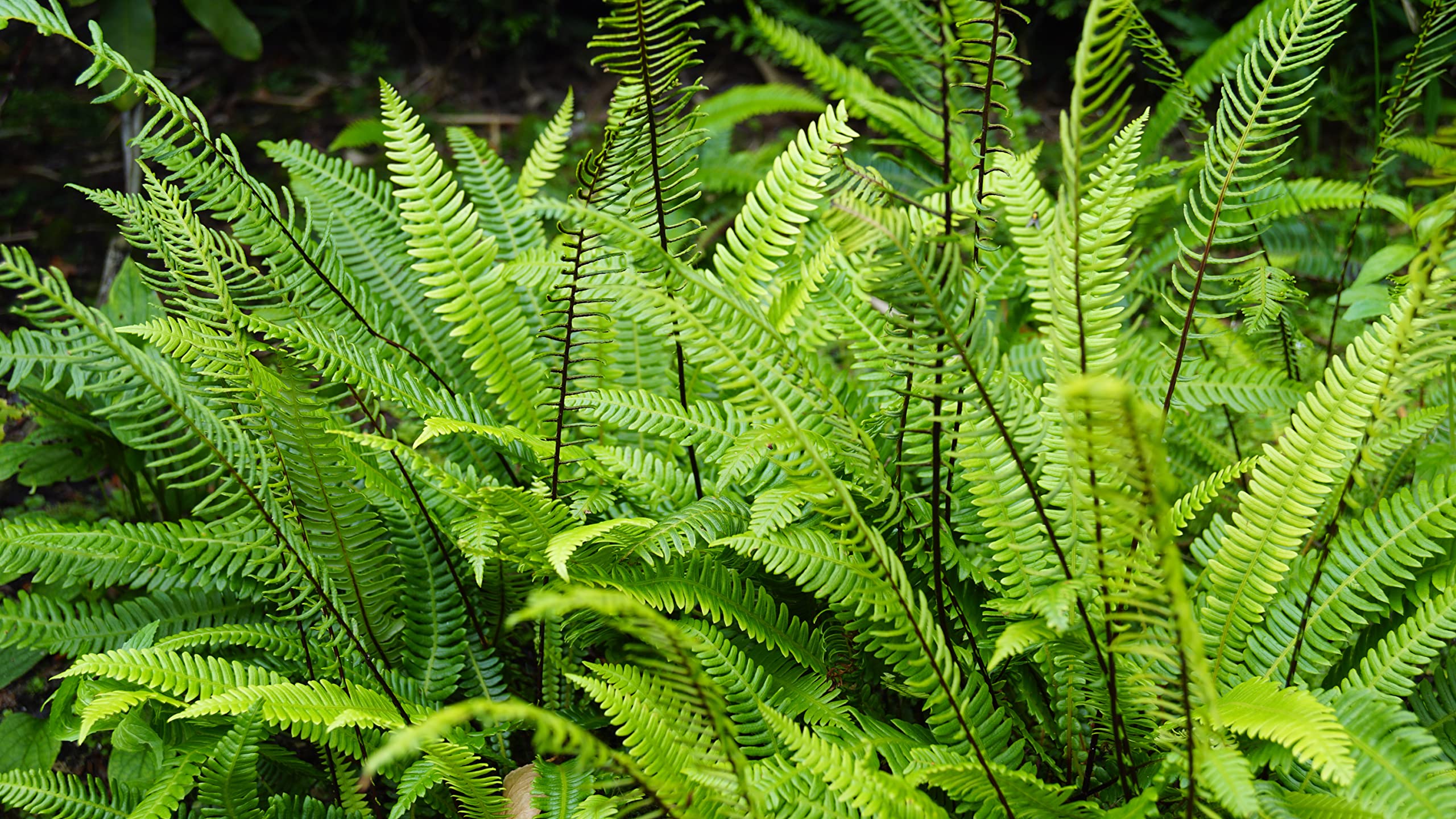 Stauden Gänge 1 x Blechnum spicant im 1 Liter Topf (Farn/Winterhart/Mehrjährig/Staude/Stauden/Immergrün) Rippenfarn - Immergrün und pflegeleicht für schattige Gärten