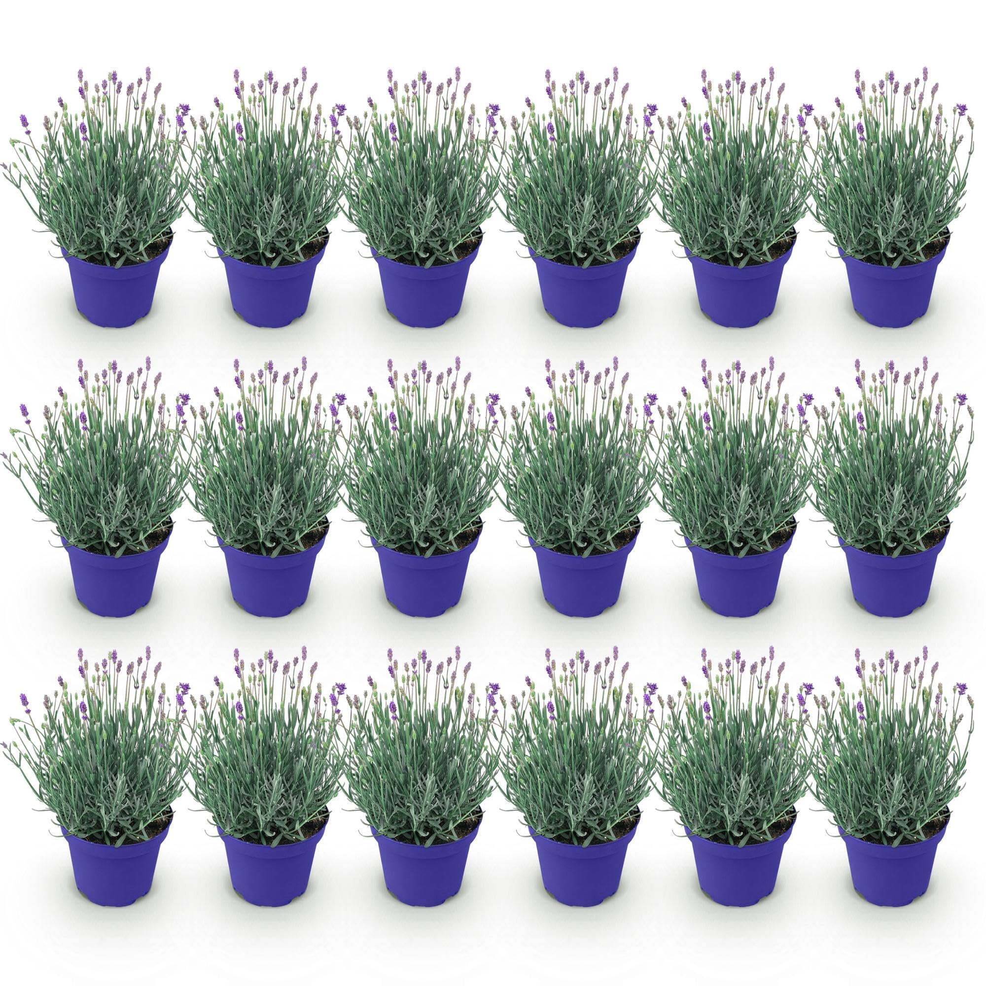 GreenboutiQ - Gartenpflanze - Lavandula angustifolia Hidcote - Lavendel - Winterhart - Lila - 18 Pflanzen - Topf 12cm - Höhe 15-25cm