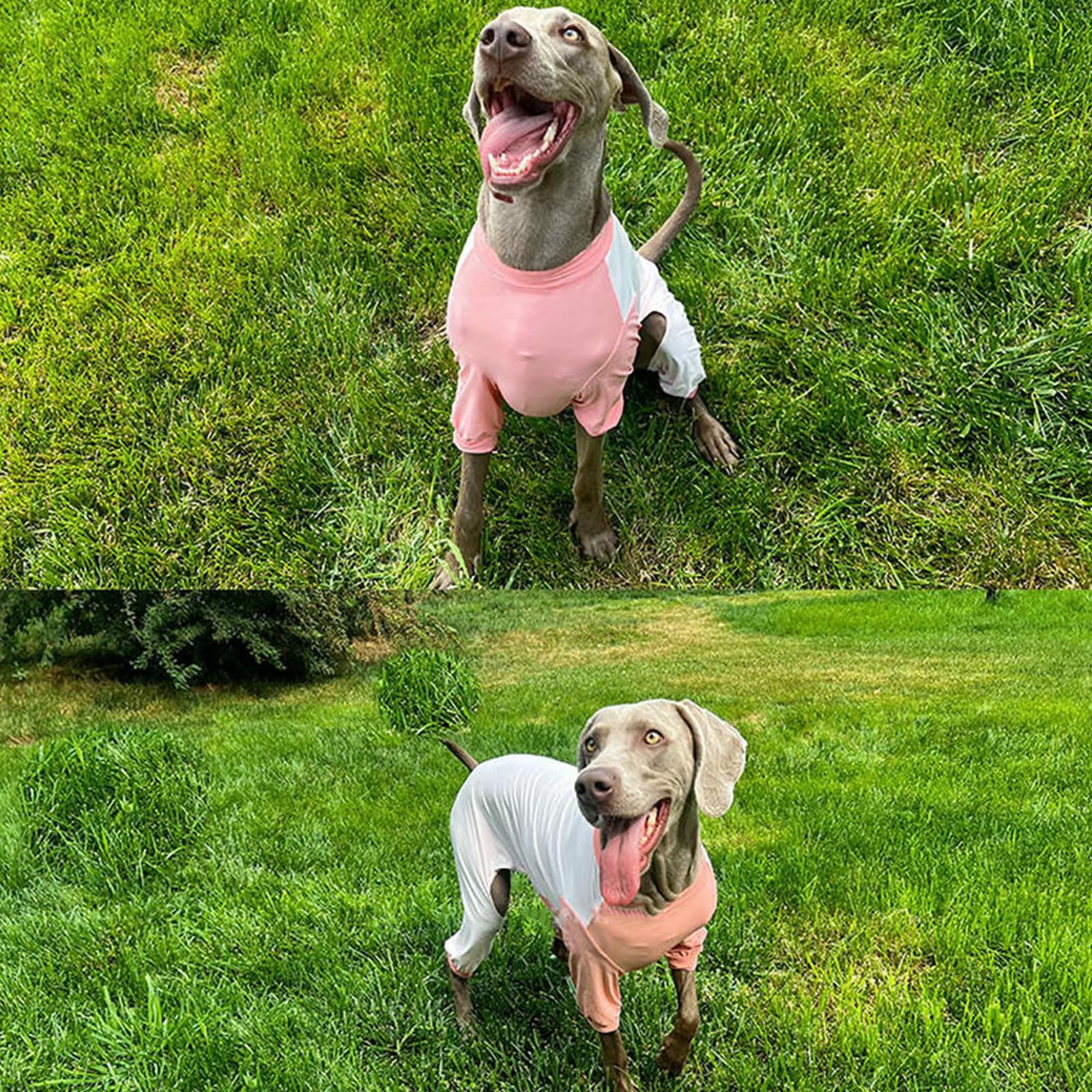 Camisas para Perros Greyhound para Perros Medianos Y Grandes, Protección Solar De Verano, Camiseta Fresca UV, Ligera, Transpirable, De Secado Rápido, Ropa De Refrigeración para Perros